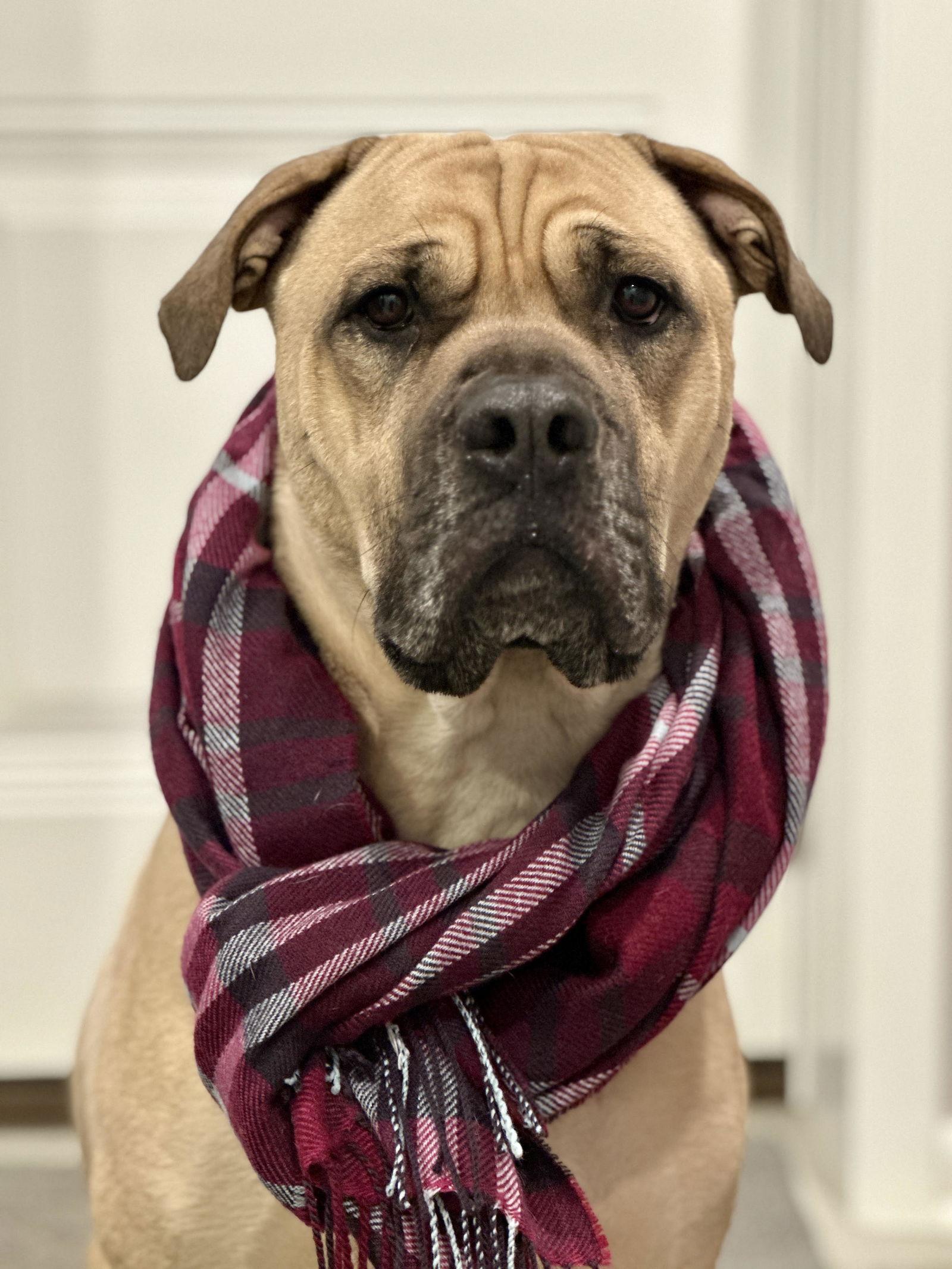 Enlarge Duke, a Adoptable Mastiff in Crete, IL image 2/3