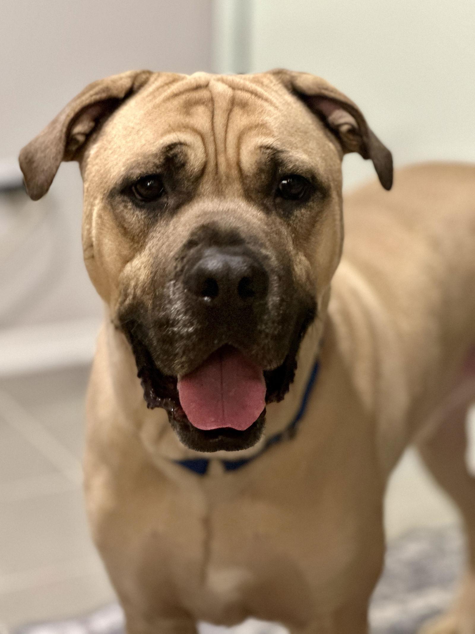 Enlarge Duke, a Adoptable Mastiff in Crete, IL image 3/3