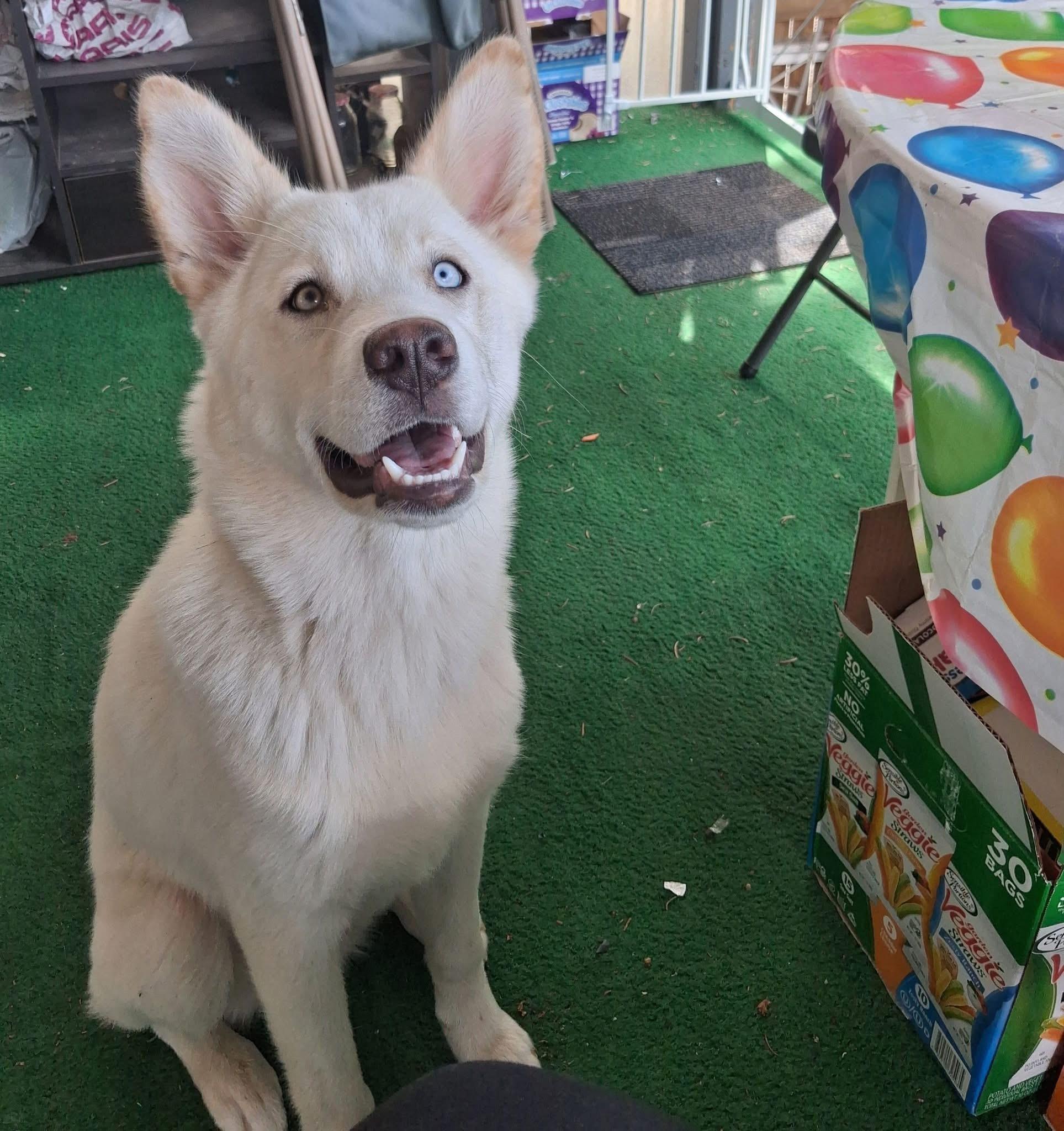 Enlarge Whisky, a ADOPTABLE mixed breed in Sunnyside, WA image 2/2