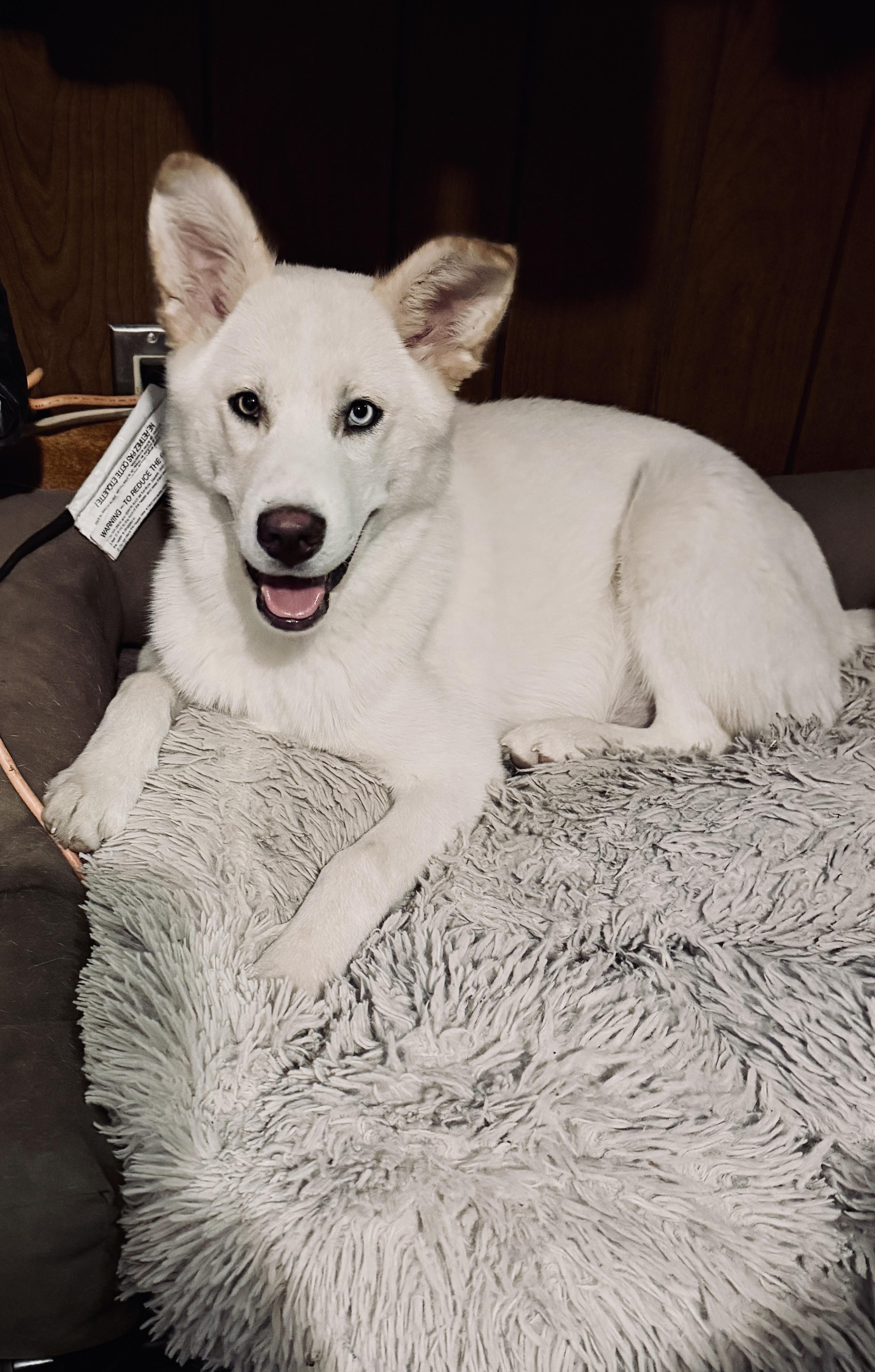 Enlarge Whisky, a ADOPTABLE mixed breed in Sunnyside, WA image 1/2