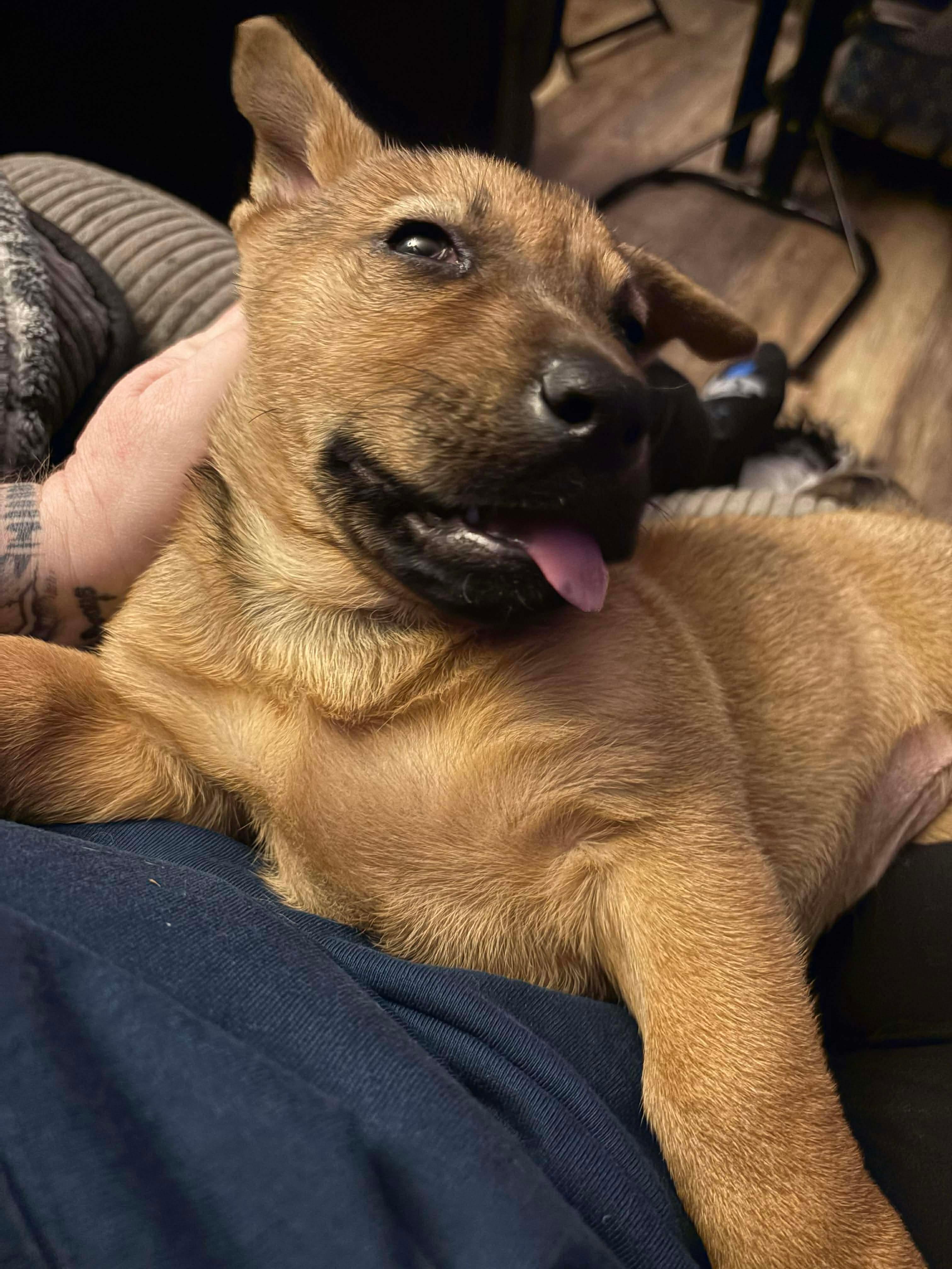 Enlarge Roxie, a ADOPTABLE mixed breed in Kannapolis, NC image 1/1