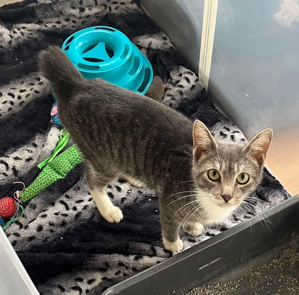 Anika, Adoptable, Adult Female Domestic Short Hair.