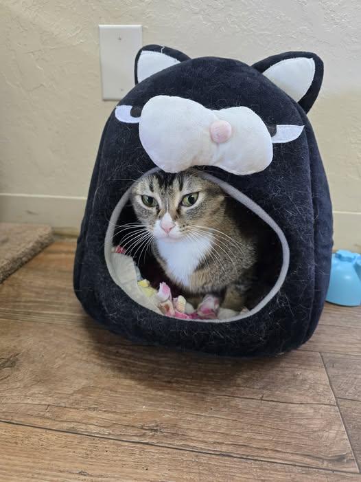 Enlarge Doodle, a ADOPTABLE Domestic Short Hair in Prineville, OR image 1/1