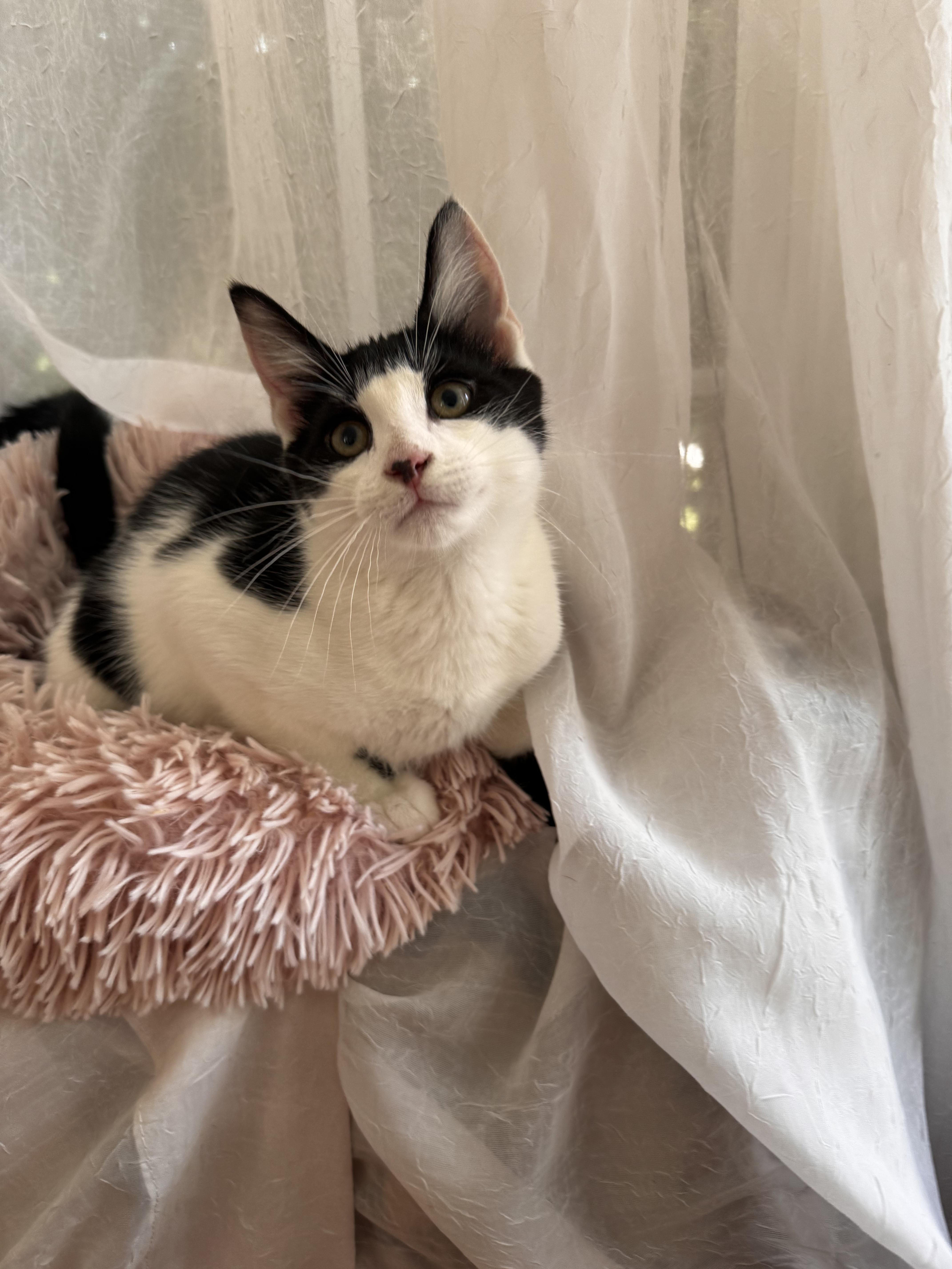 DONKEY, ADOPTABLE, Kitten Male Domestic Short Hair.