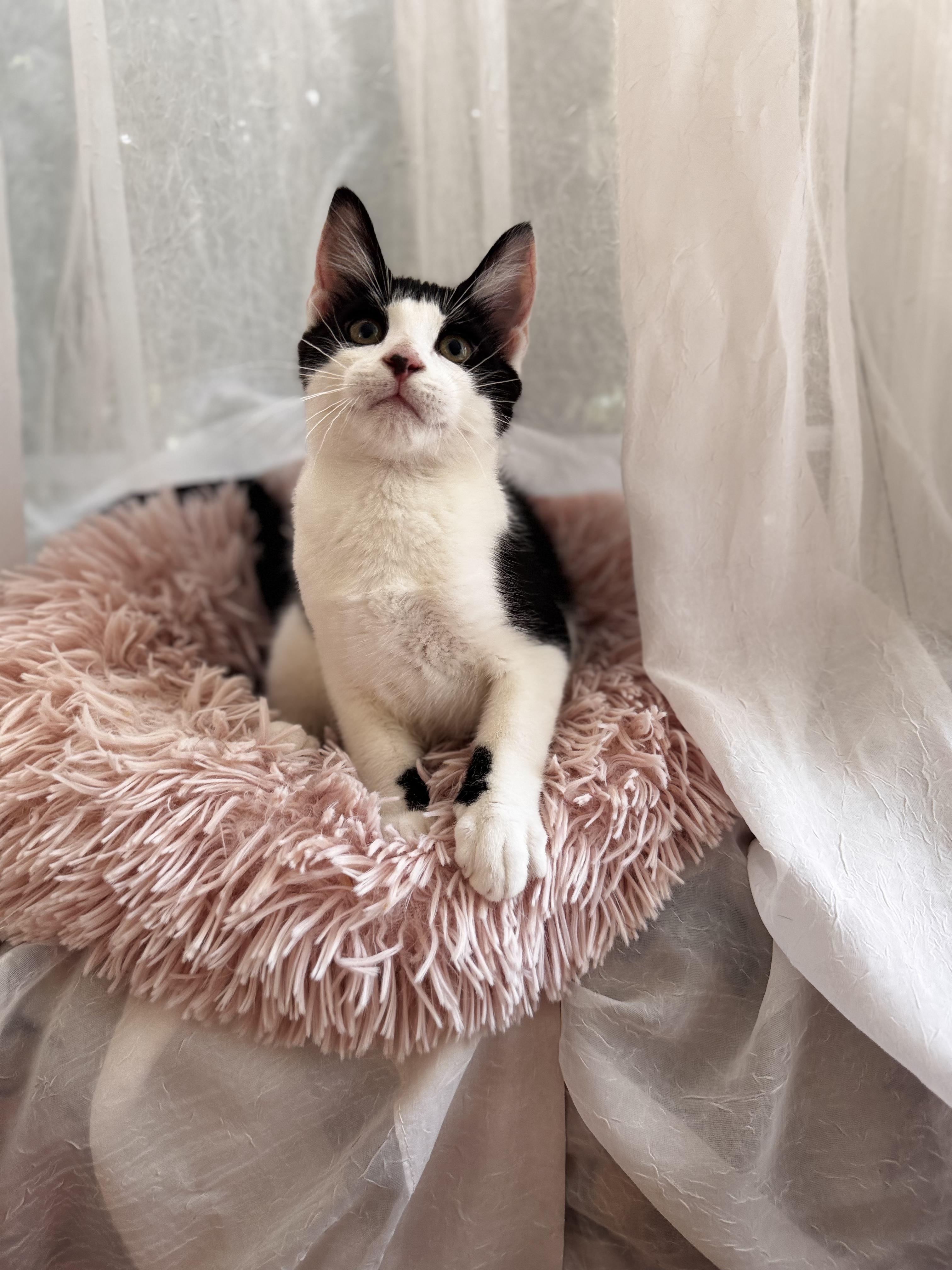 DONKEY, a ADOPTABLE Domestic Short Hair in East Greenwich, RI image 2/5
