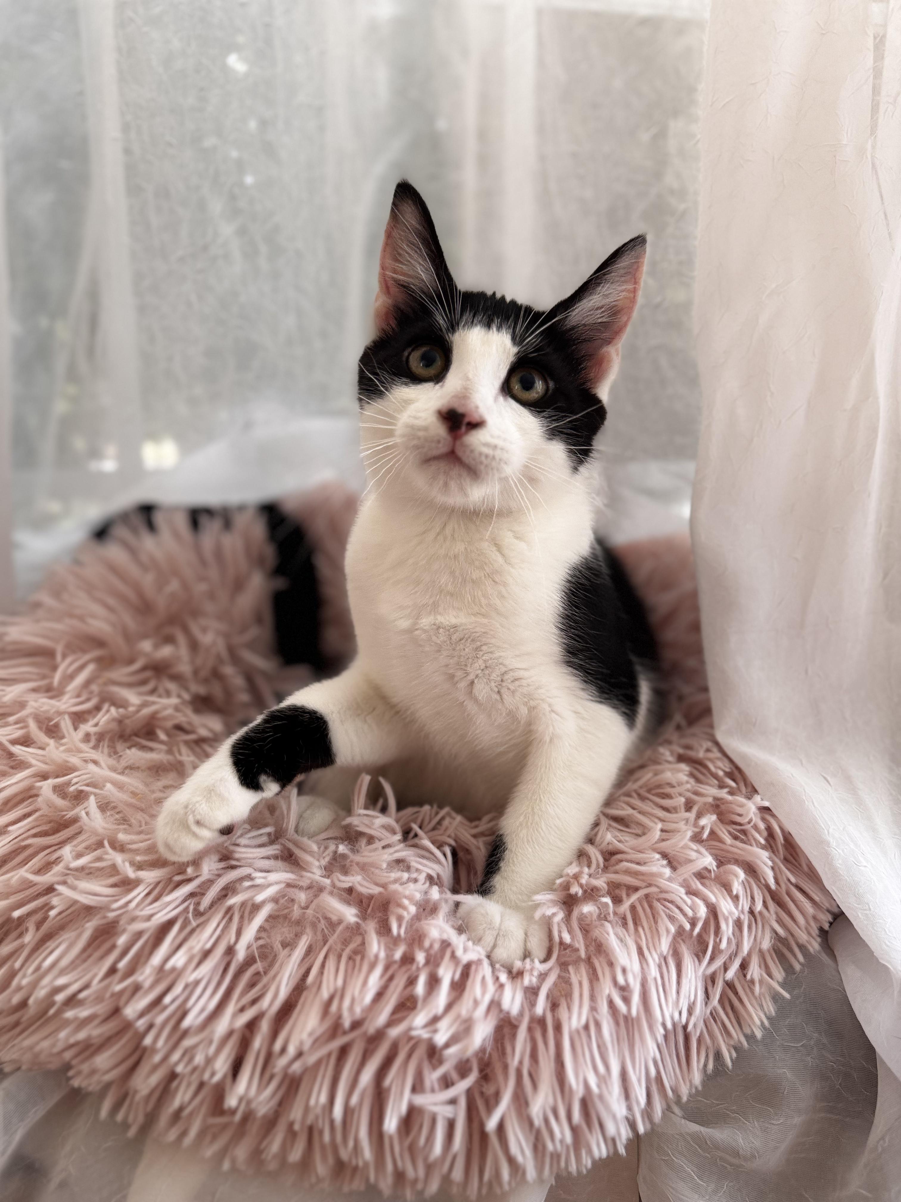 DONKEY, a ADOPTABLE Domestic Short Hair in East Greenwich, RI image 3/5