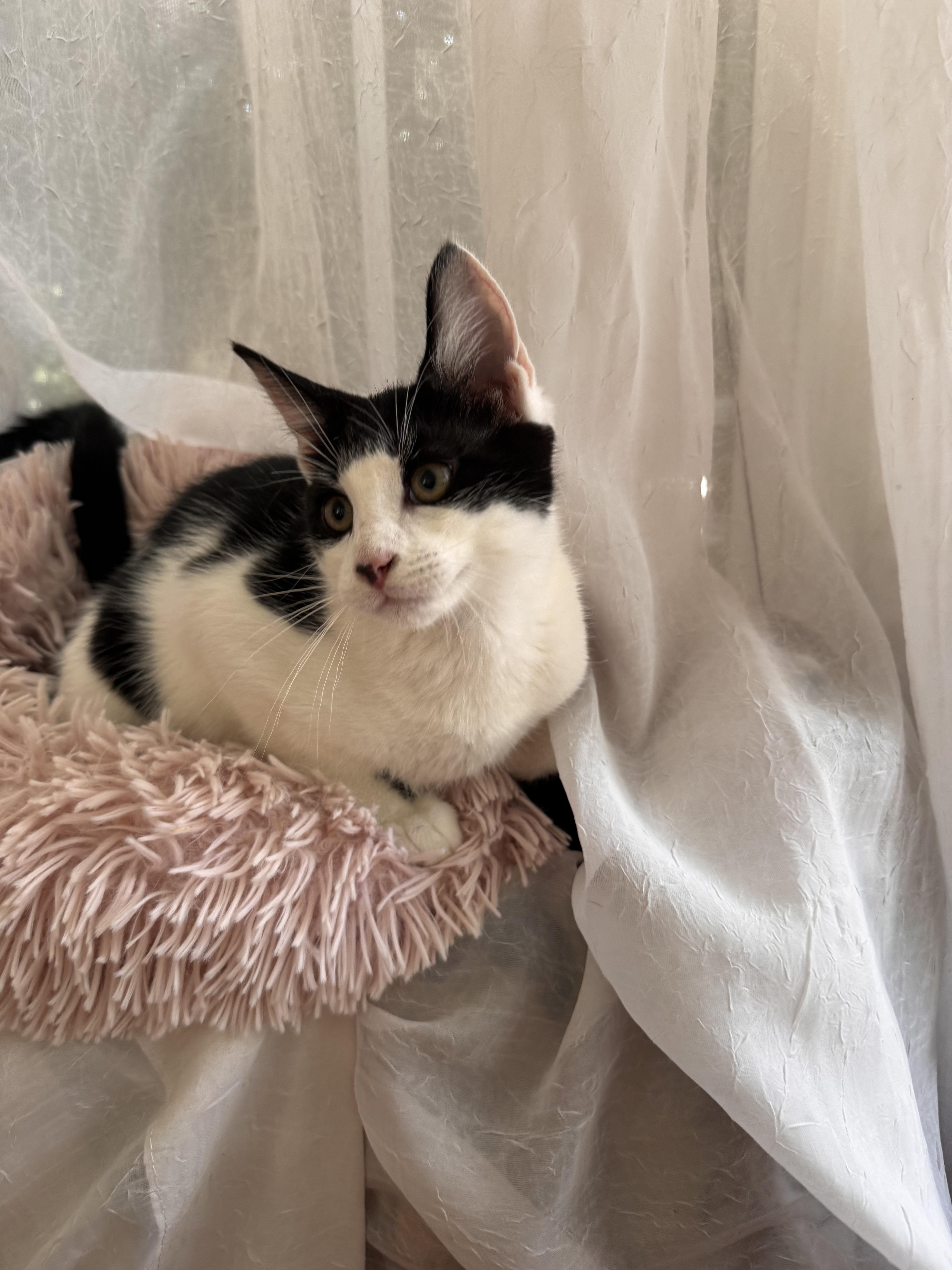 DONKEY, a ADOPTABLE Domestic Short Hair in East Greenwich, RI image 4/5