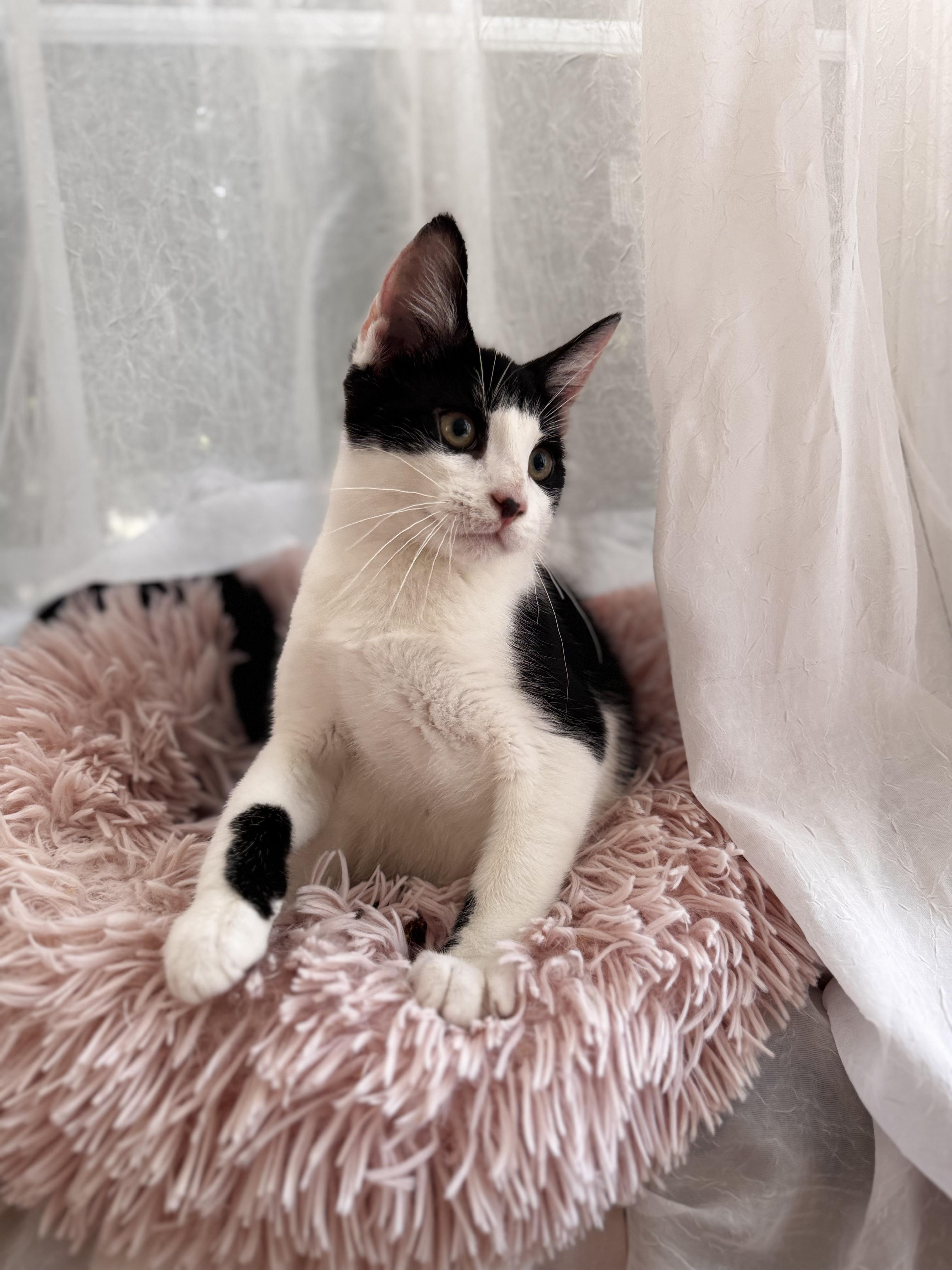 DONKEY, a ADOPTABLE Domestic Short Hair in East Greenwich, RI image 5/5