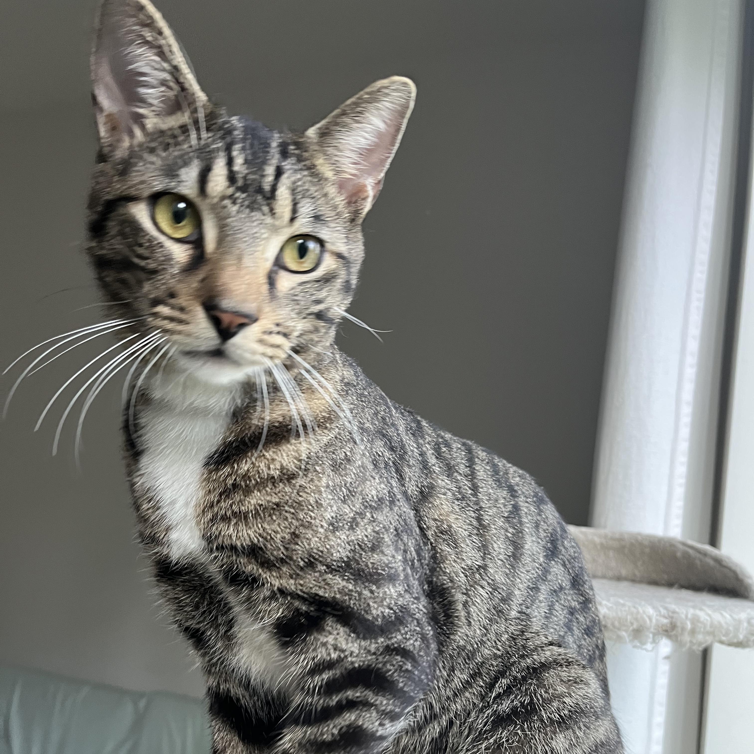 Max (SO sweet- video included), a ADOPTABLE mixed breed in Atlanta, GA image 4/5