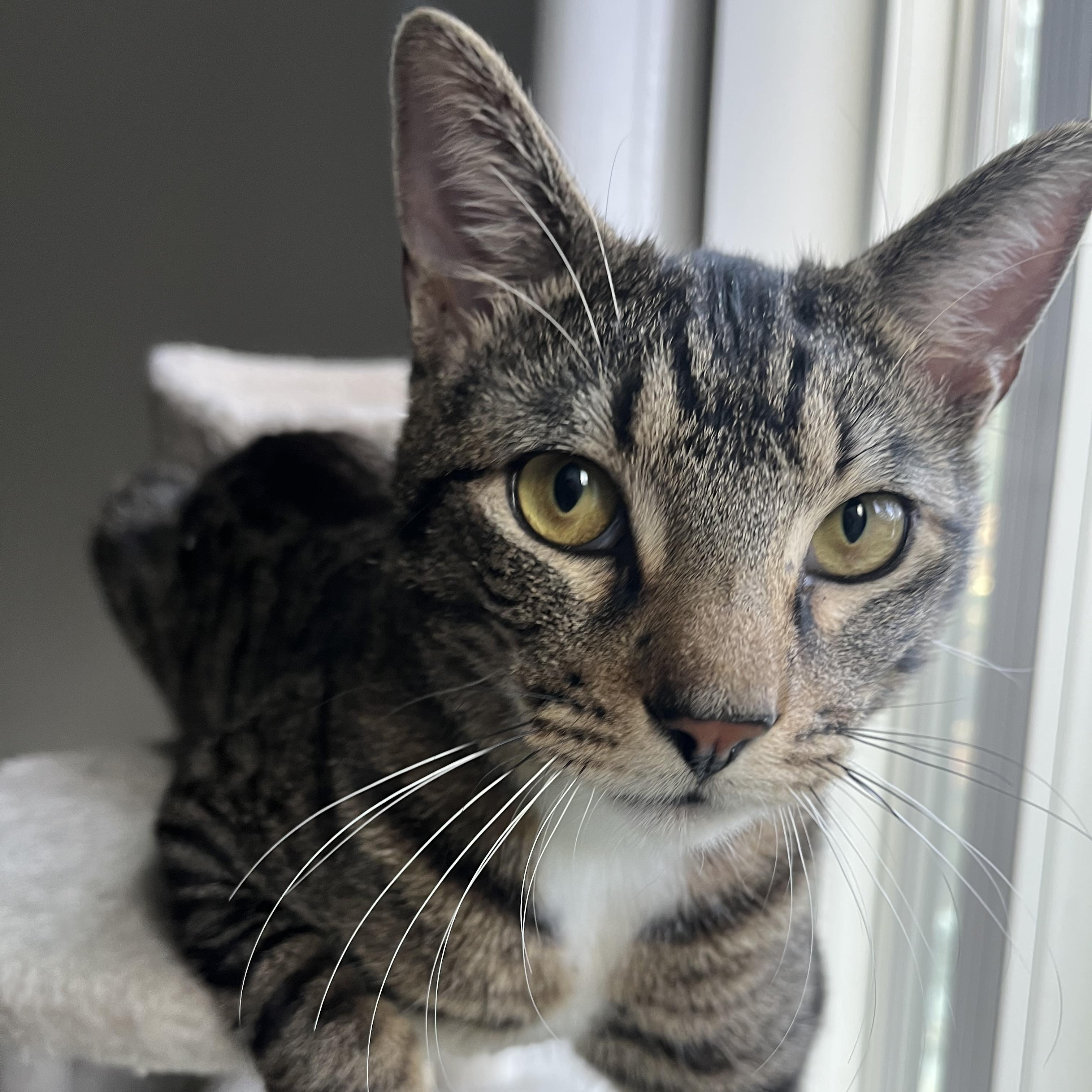 Max (SO sweet- video included), ADOPTABLE, Young Male Manx.