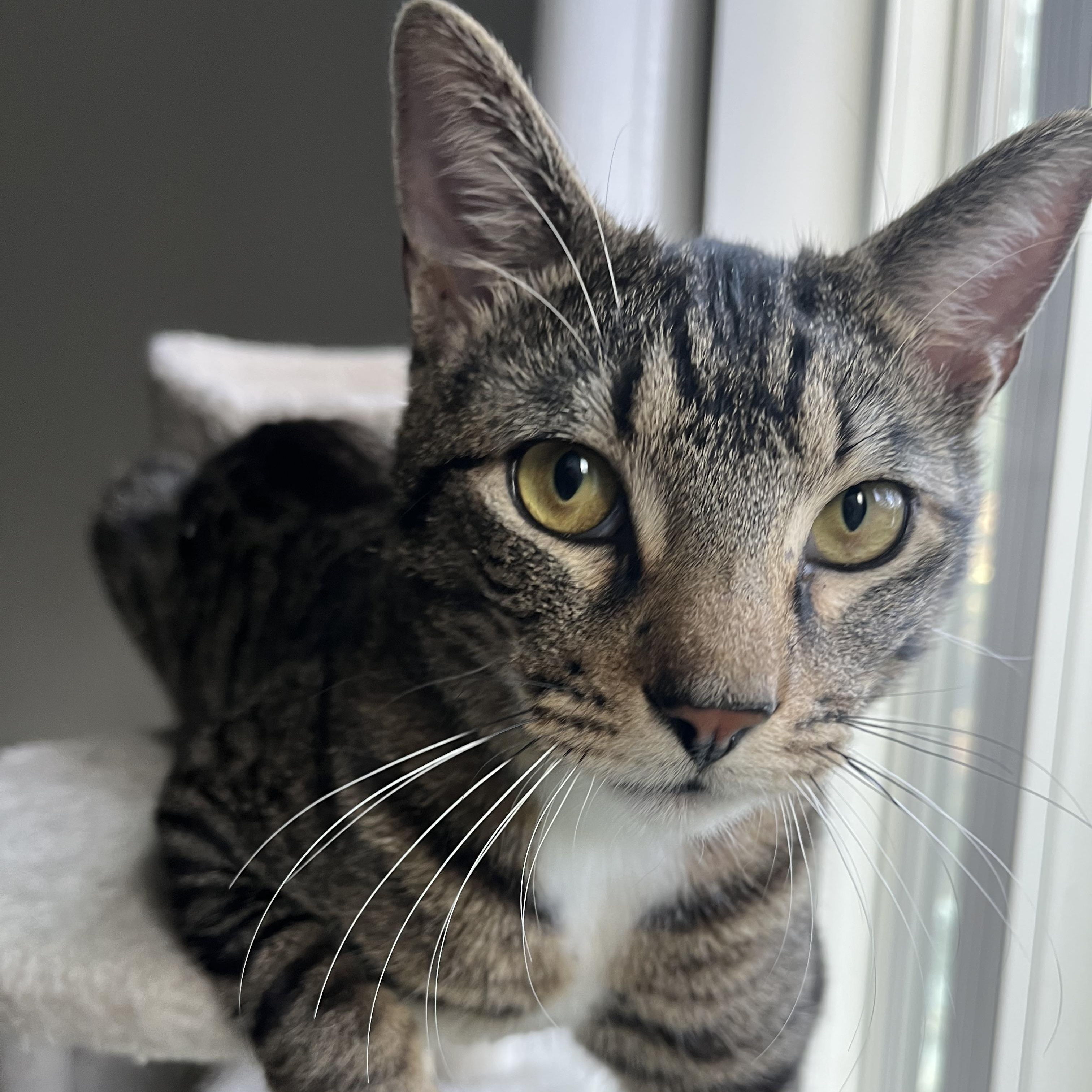 Enlarge Max (loves being held), an adopted mixed breed in Newnan, GA image 2/5