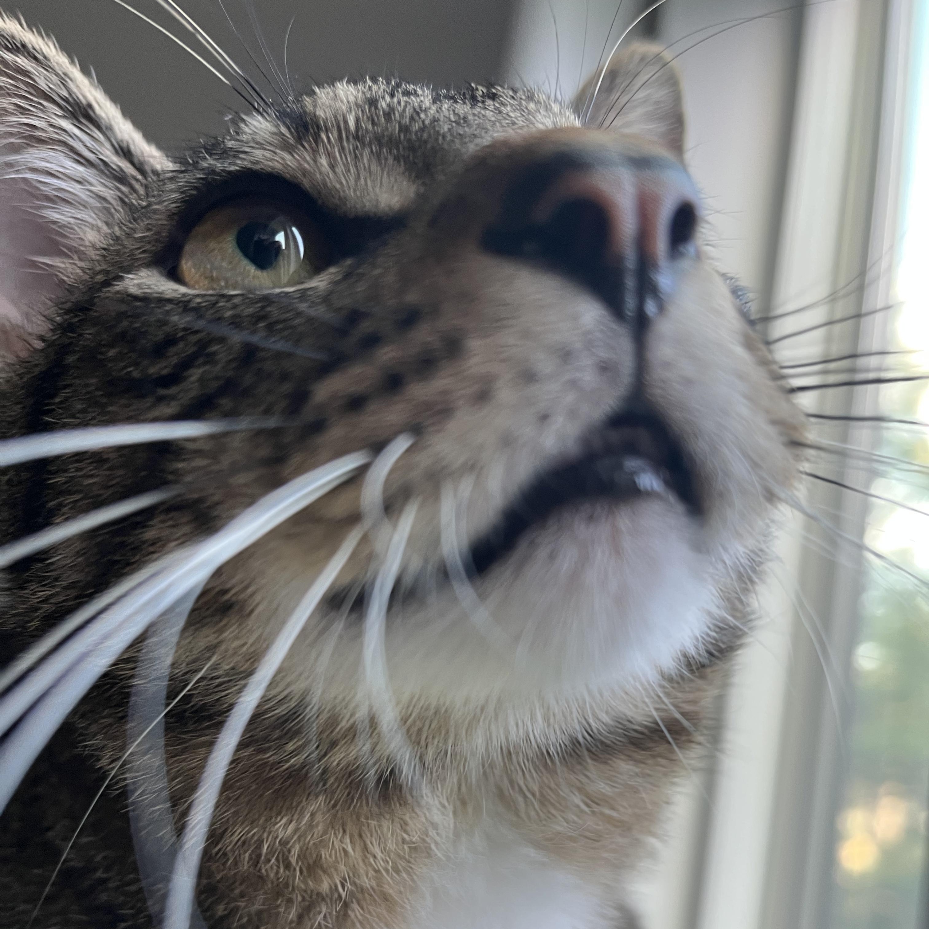 Max (SO sweet- video included), a ADOPTABLE mixed breed in Atlanta, GA image 2/5