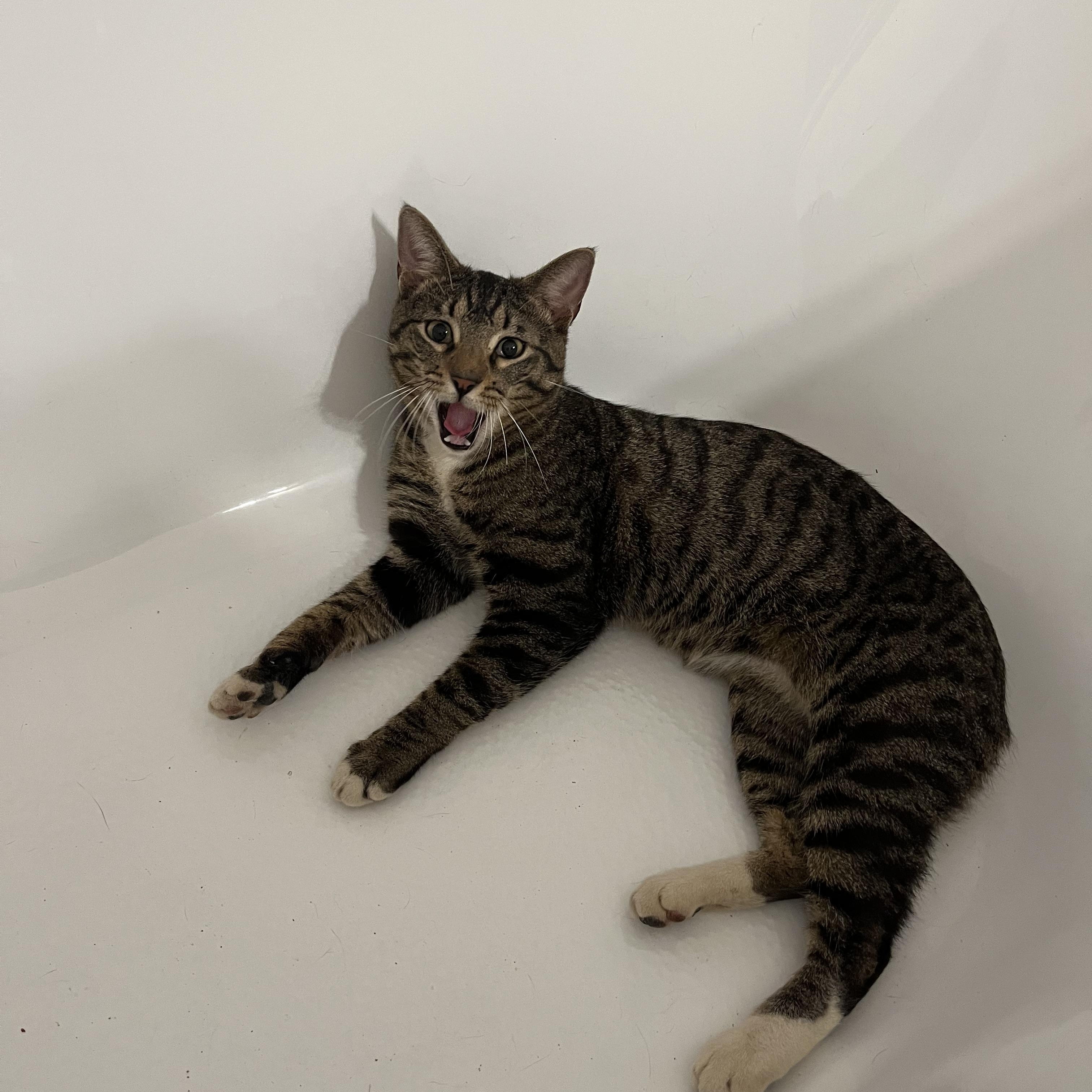 Max (SO sweet- video included), a ADOPTABLE mixed breed in Atlanta, GA image 3/5