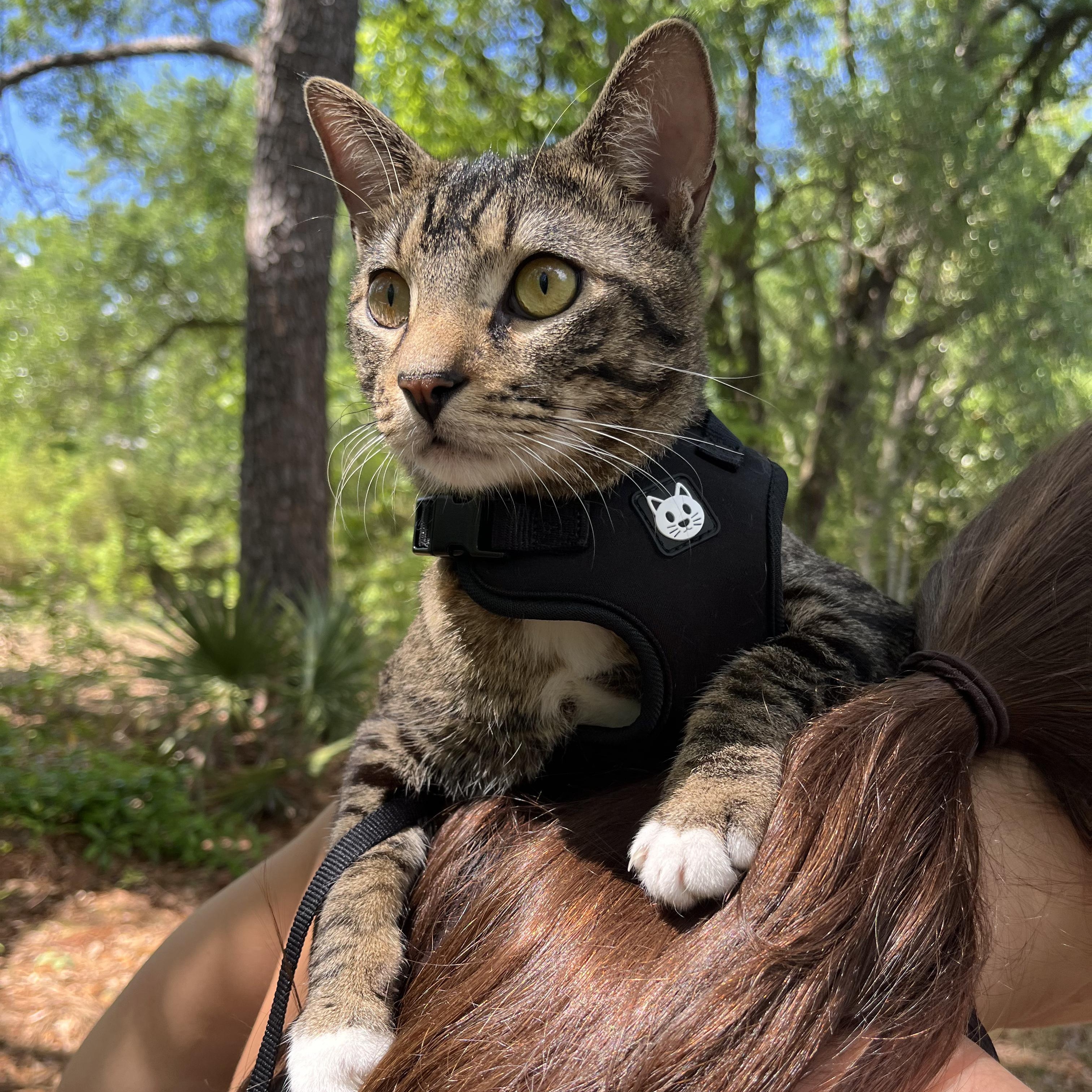 Max (loves being held), adopted, Young Male Manx.