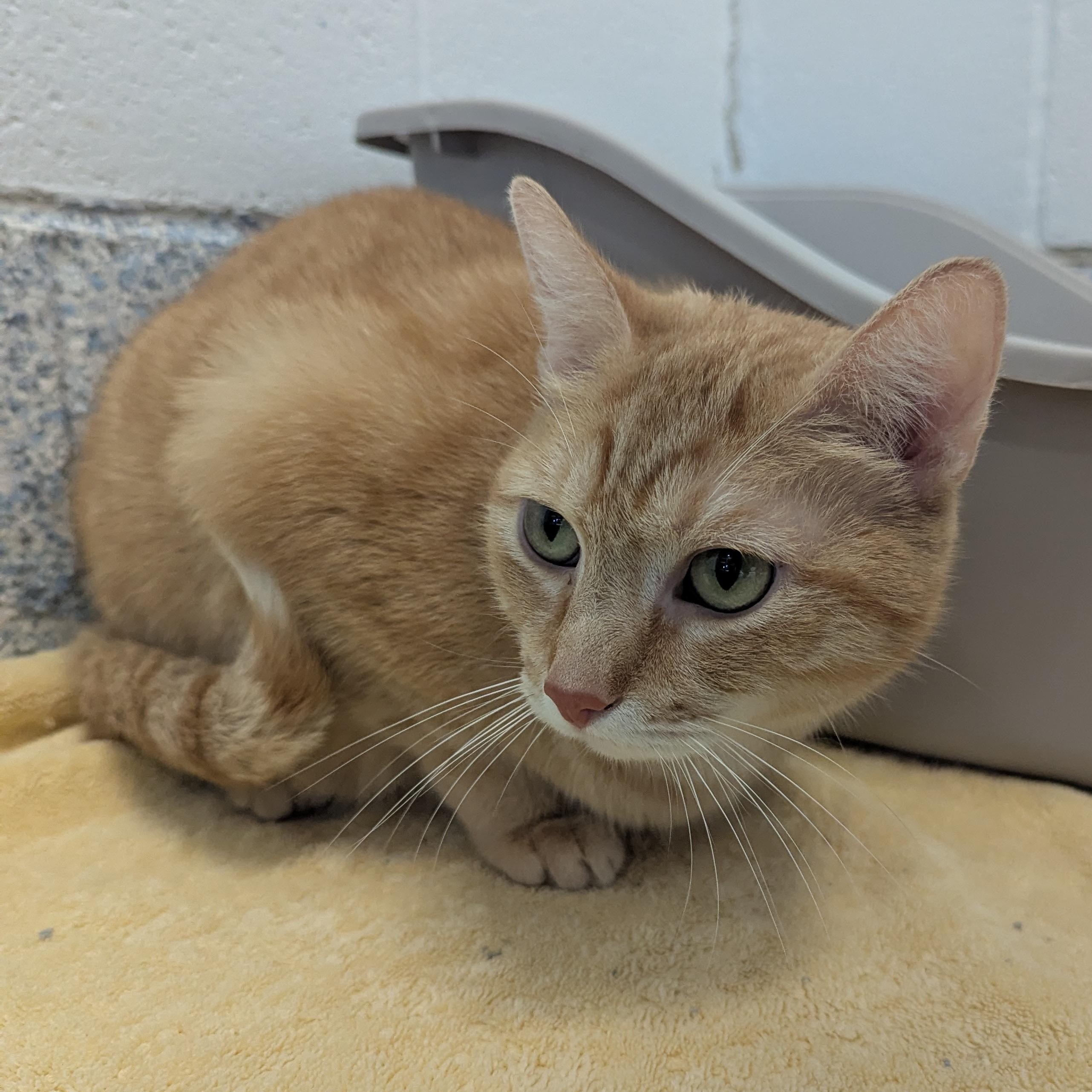 Cricket, ADOPTABLE, Adult Male Domestic Short Hair.