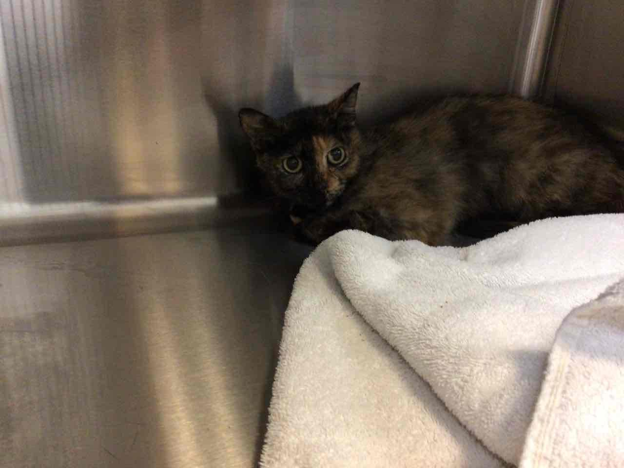 Enlarge Buttercup, a Adopted Domestic Short Hair in Rowlett, TX image 1/1