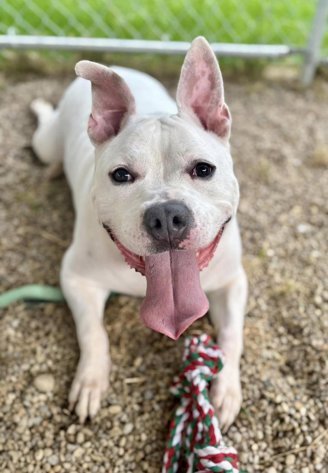 Enlarge Turbo, a ADOPTABLE mixed breed in Youngstown, OH image 2/6