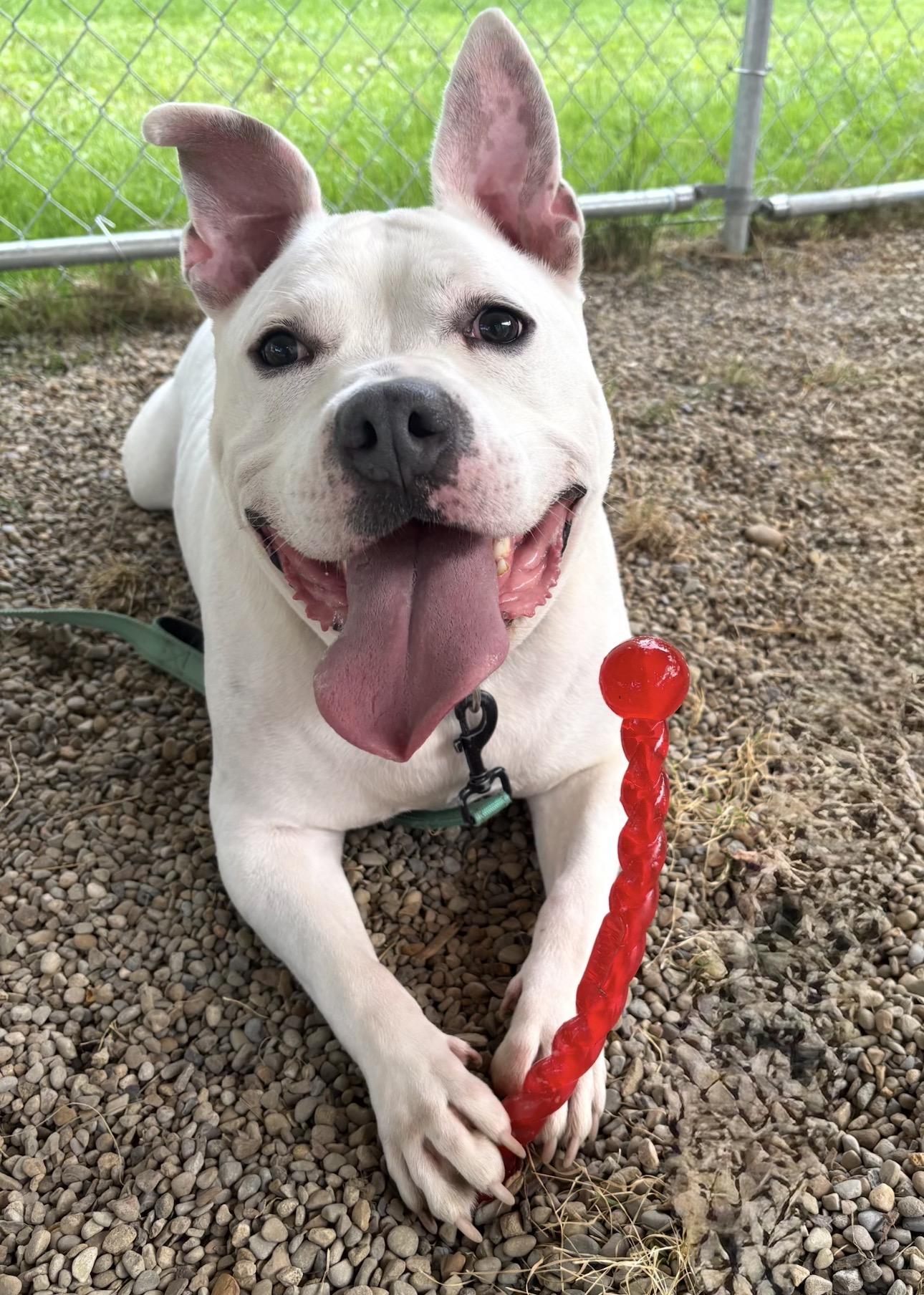 Enlarge Turbo, a ADOPTABLE mixed breed in Youngstown, OH image 5/6
