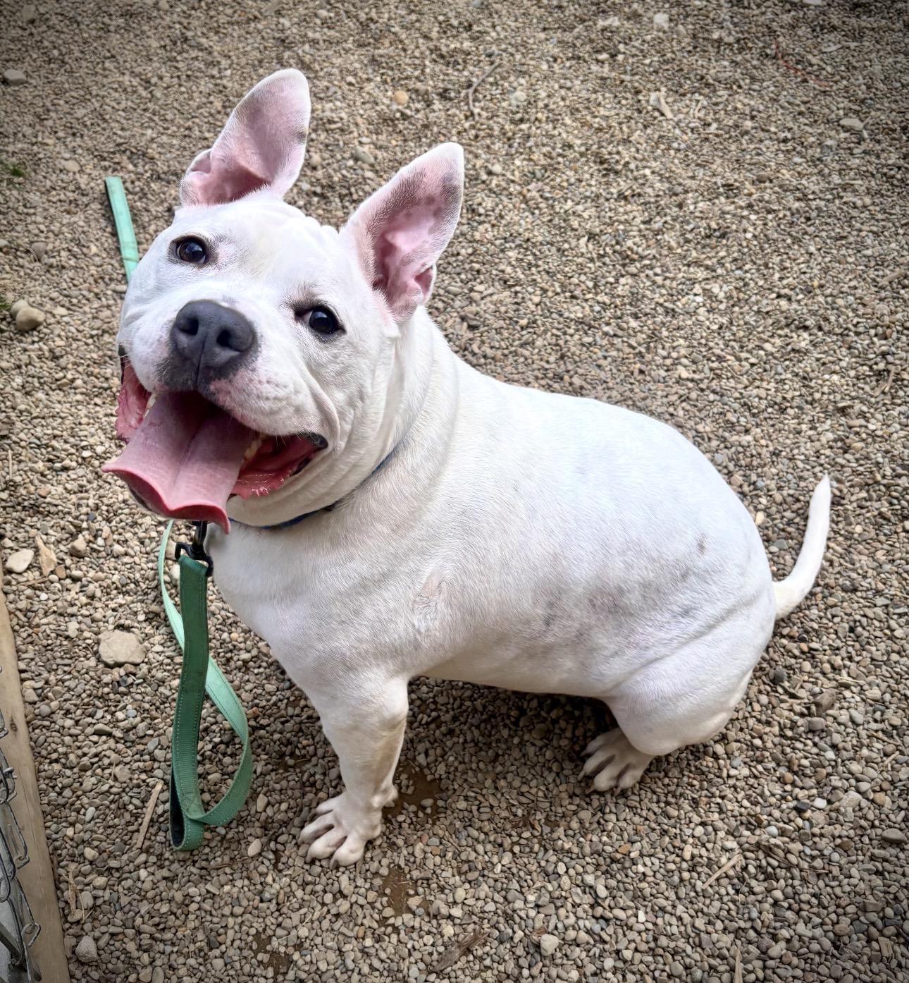 Turbo, ADOPTABLE, Adult Male American Bulldog & American Bully.