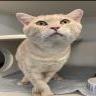 Enlarge Yamal, a Adoptable Domestic Short Hair in Pasadena, CA image 1/2