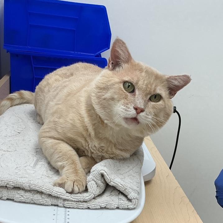 Enlarge Yamal, a Adoptable Domestic Short Hair in Pasadena, CA image 2/2