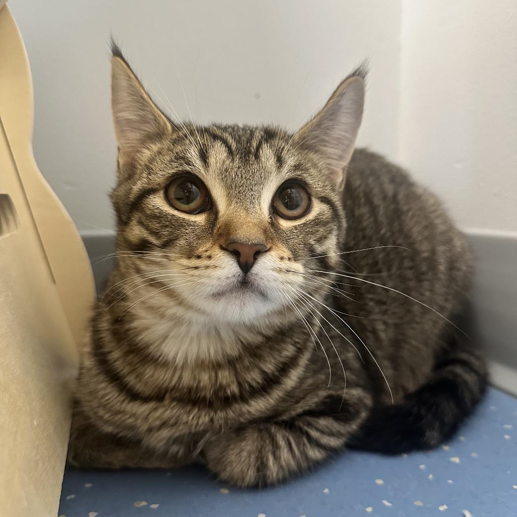 McCallister, Adoptable, Young Male Domestic Short Hair.