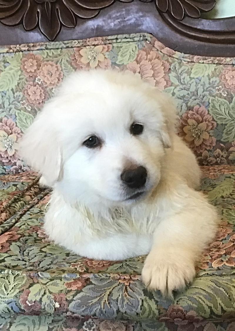 Bain, Adoptable, Puppy Male Maremma Sheepdog & Akbash.