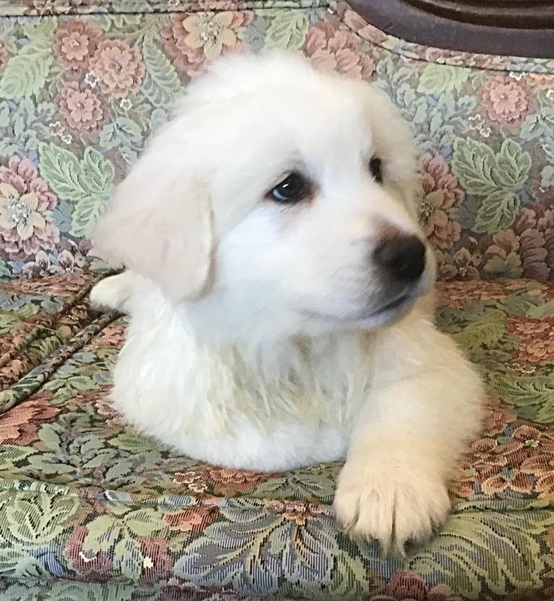 Bain, a Adoptable mixed breed in Bancroft, ON image 2/4