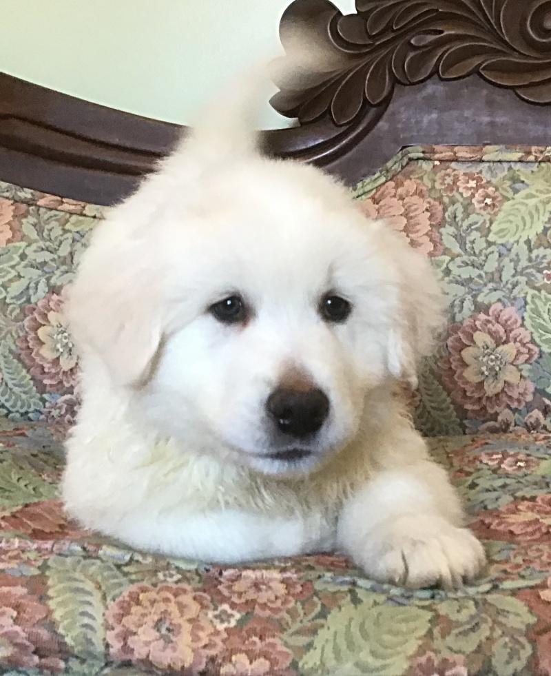 Bain, a Adoptable mixed breed in Bancroft, ON image 3/4