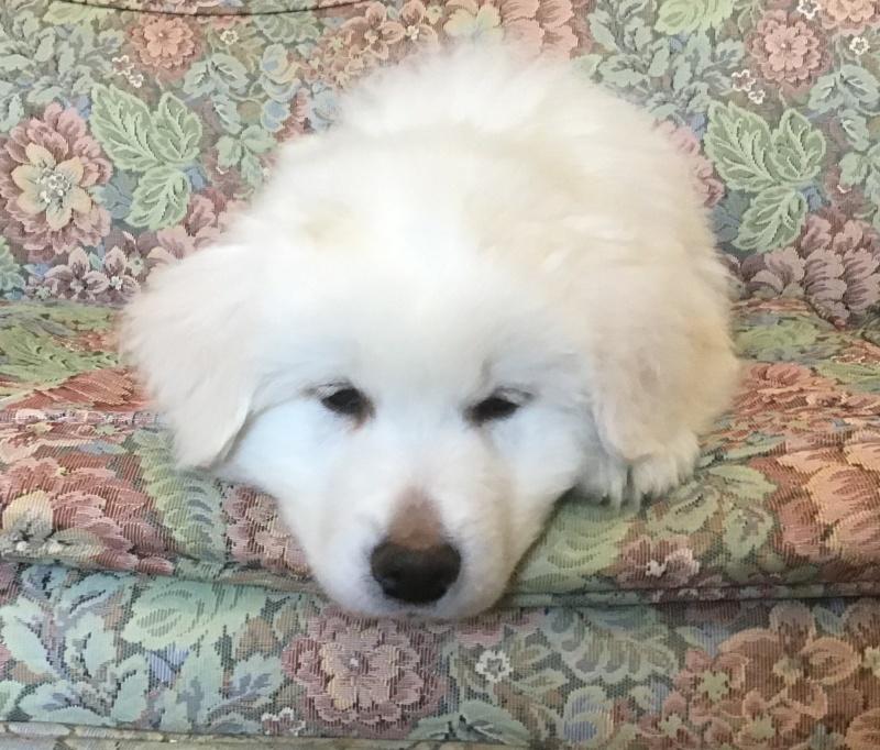 Bain, a Adoptable mixed breed in Bancroft, ON image 4/4