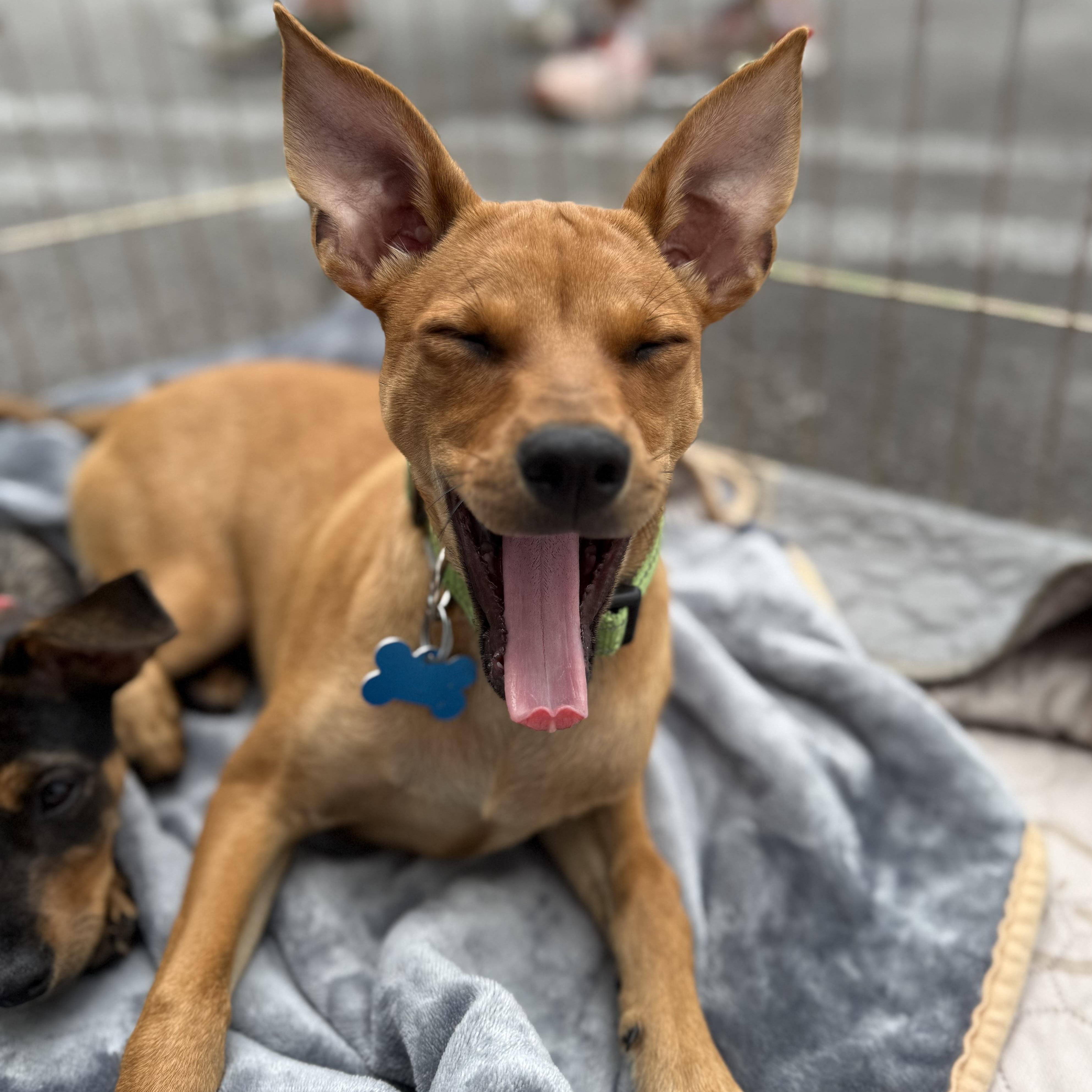 Rowdy, a Adopted mixed breed in Los Angeles, CA image 5/5