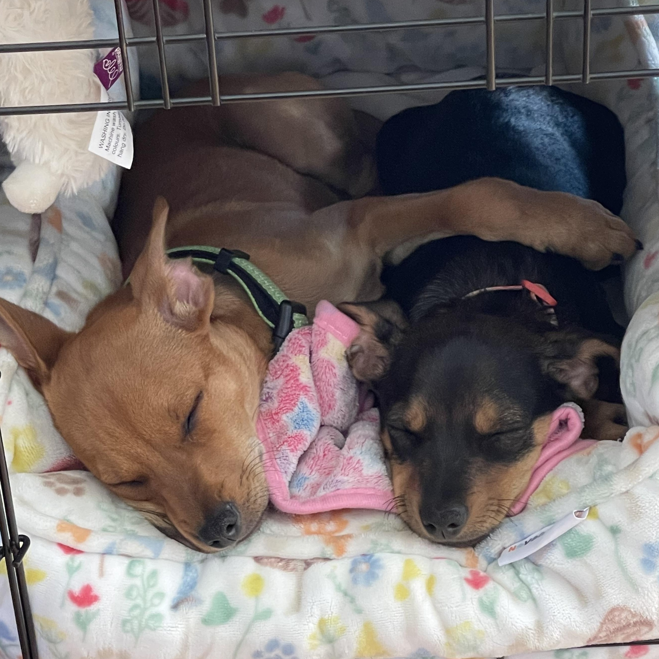 Rowdy, a Adopted mixed breed in Los Angeles, CA image 4/5