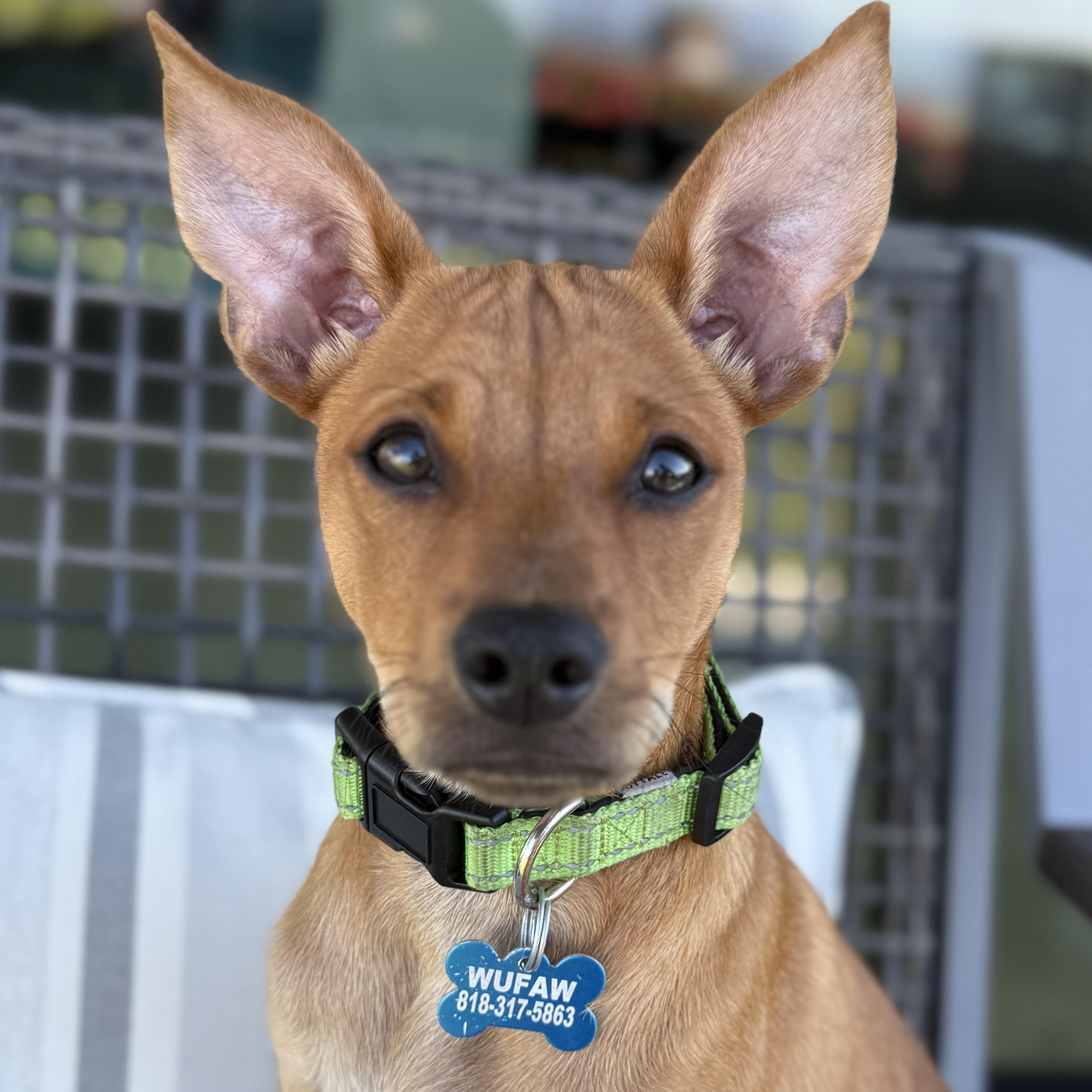 Rowdy, Adopted, Puppy Male Miniature Pinscher & Basenji.