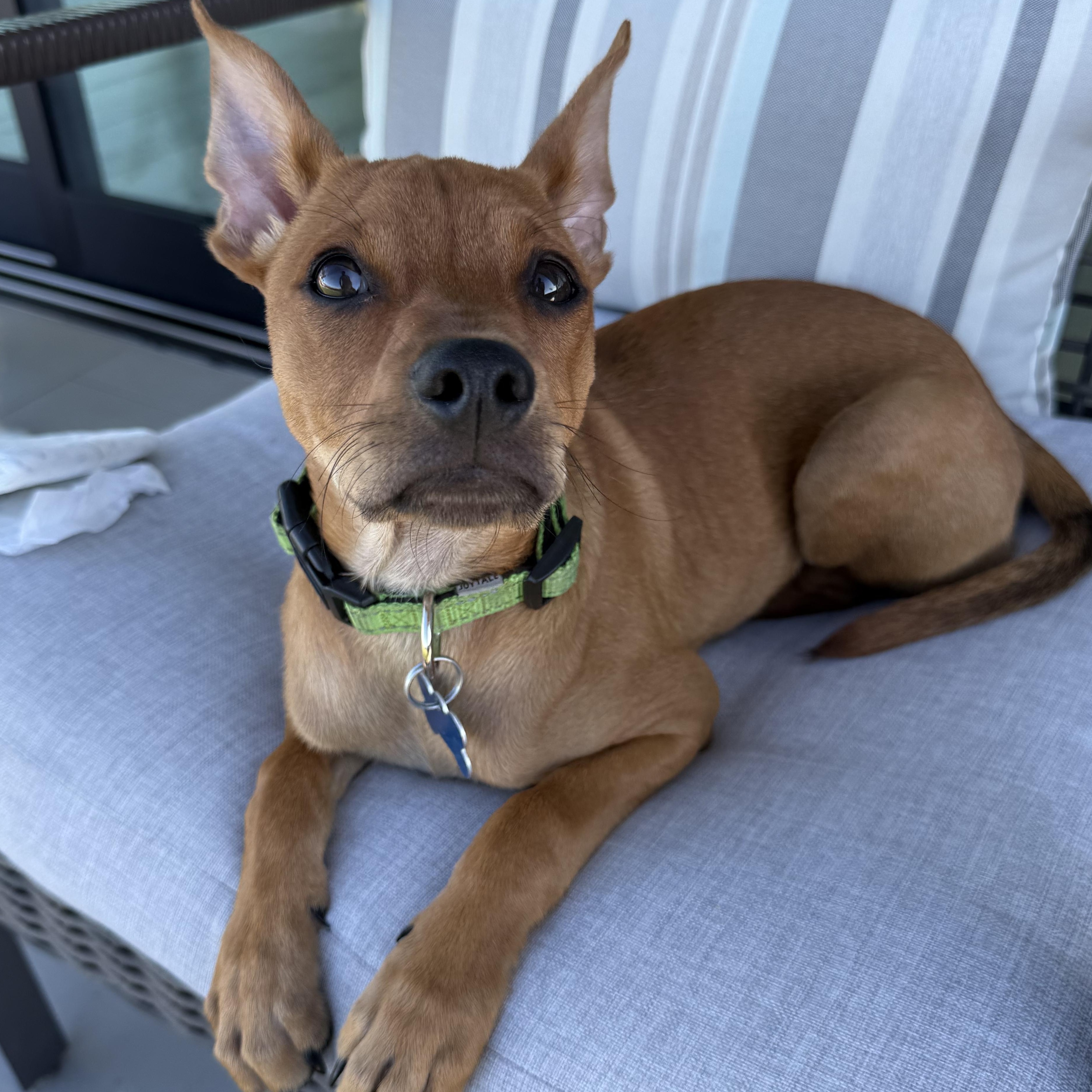 Rowdy, a Adopted mixed breed in Los Angeles, CA image 2/5