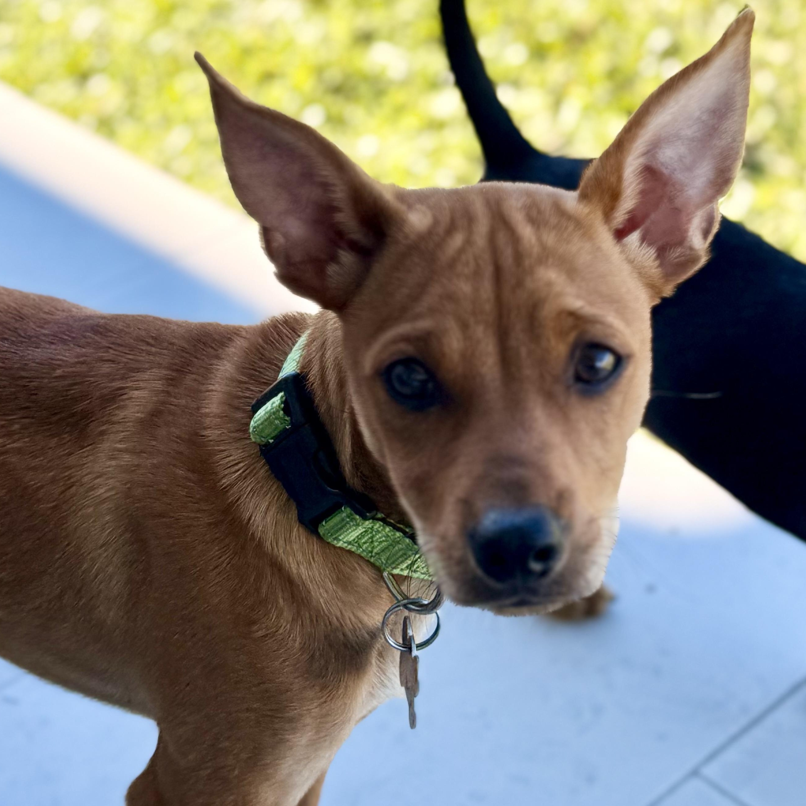 Rowdy, a Adopted mixed breed in Los Angeles, CA image 3/5