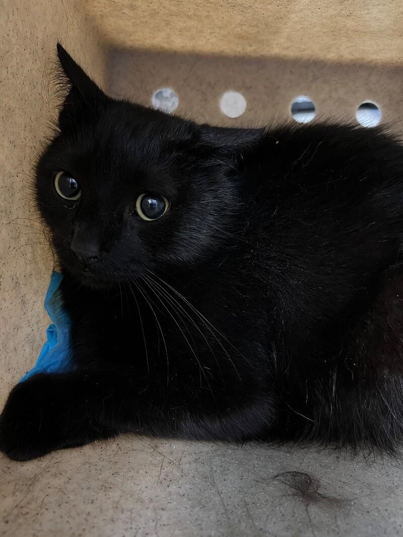 Azure, Adoptable, Adult Male Domestic Short Hair.