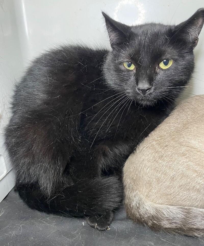 Enlarge Azure, a Adoptable Domestic Short Hair in Roanoke, VA image 2/2