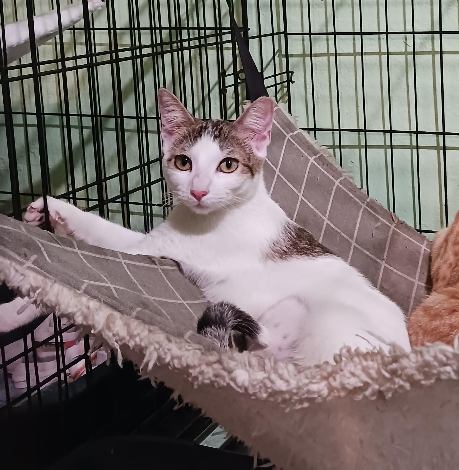 Summer, an adopted Domestic Short Hair in San Juan, PR image 1/6