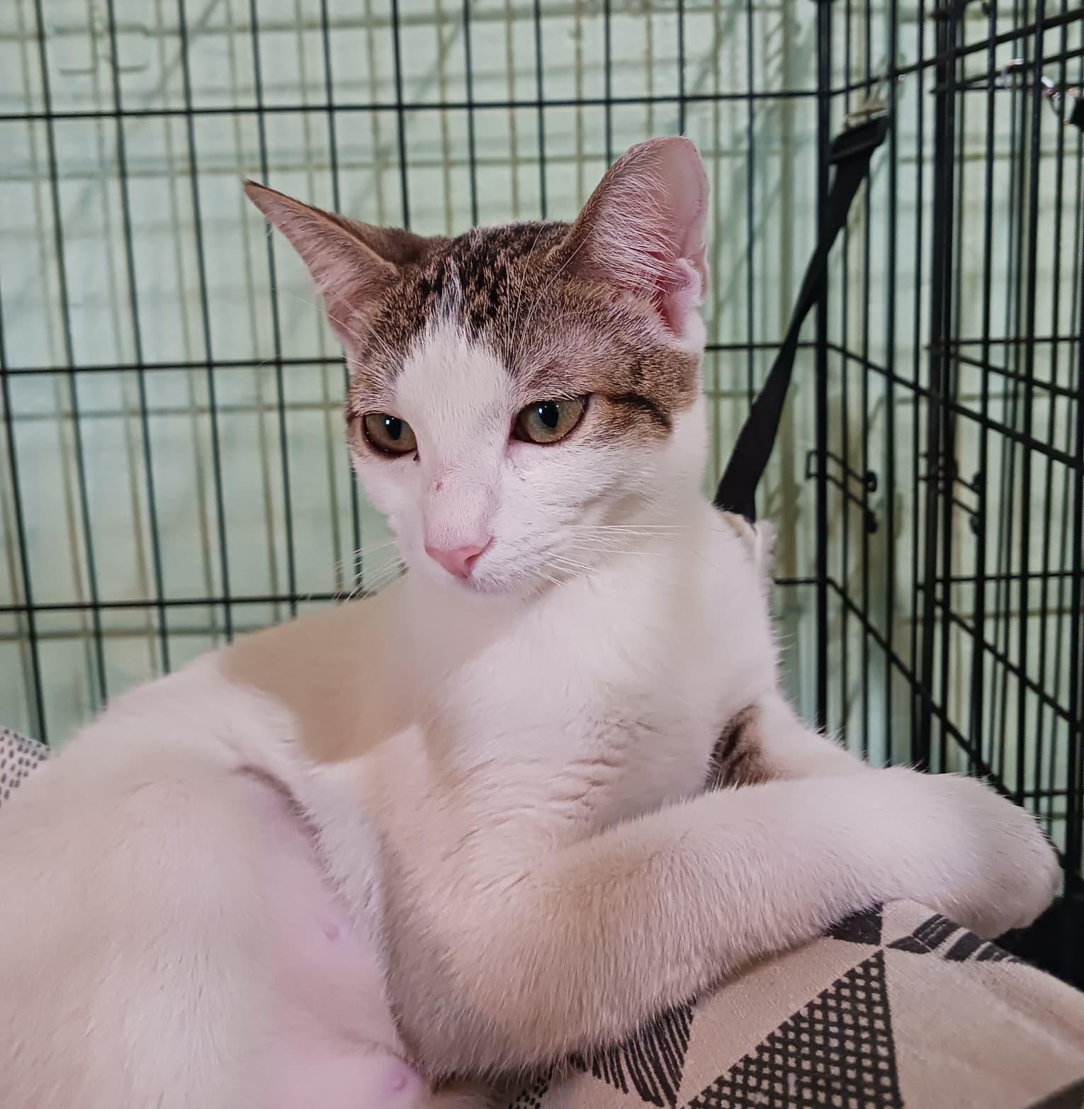 Summer, an adopted Domestic Short Hair in San Juan, PR image 2/6