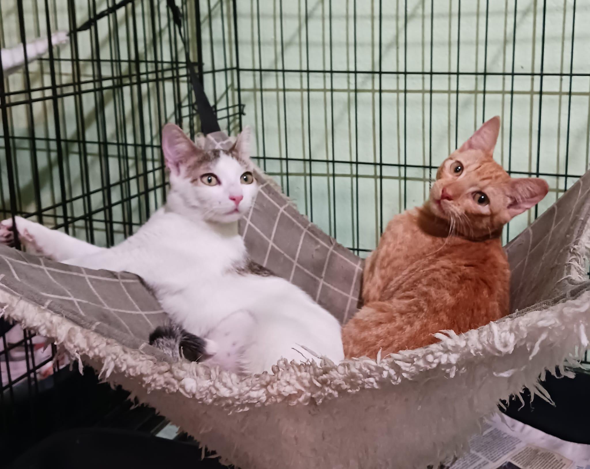 Summer, an adopted Domestic Short Hair in San Juan, PR image 3/6