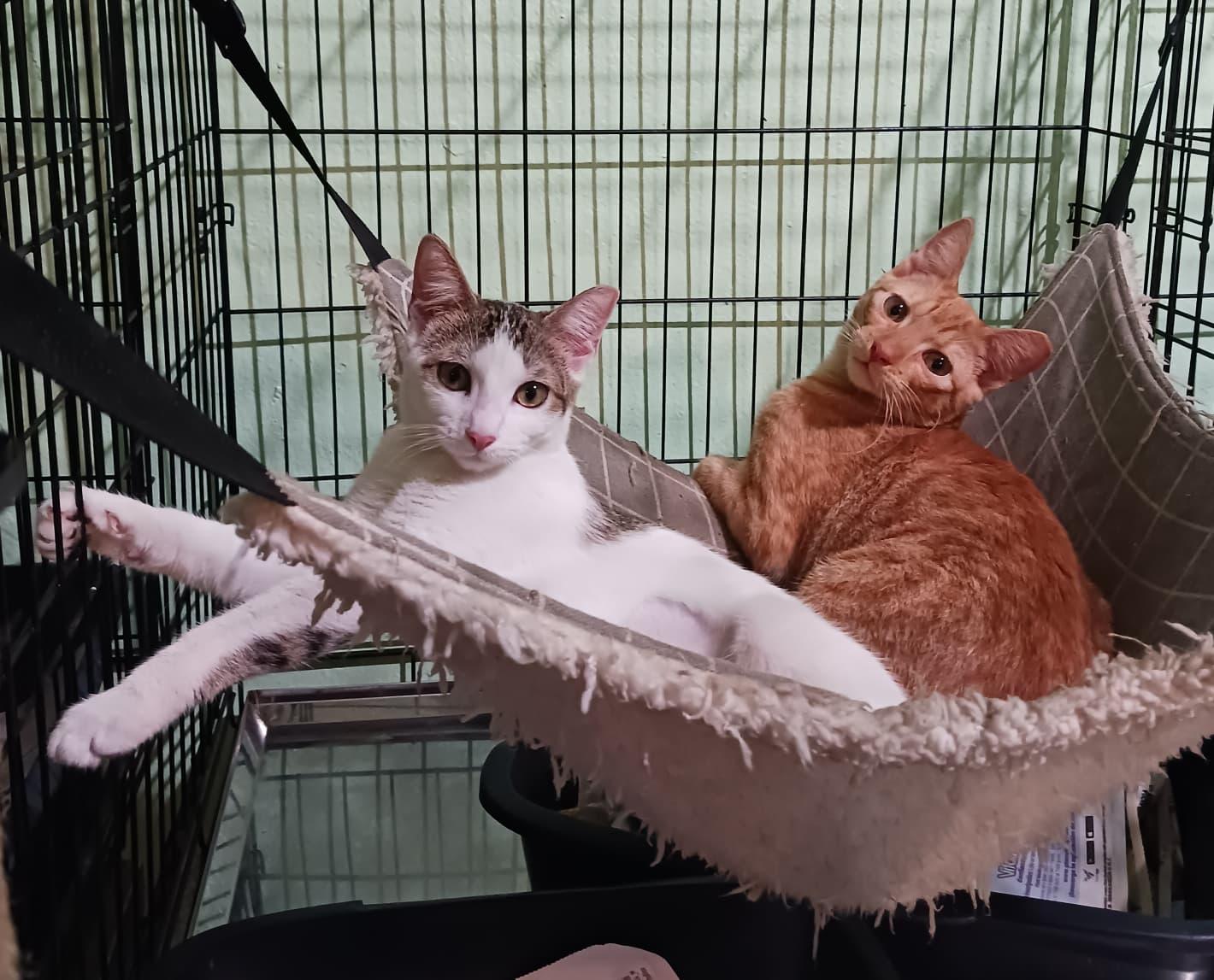 Summer, an adopted Domestic Short Hair in San Juan, PR image 4/6