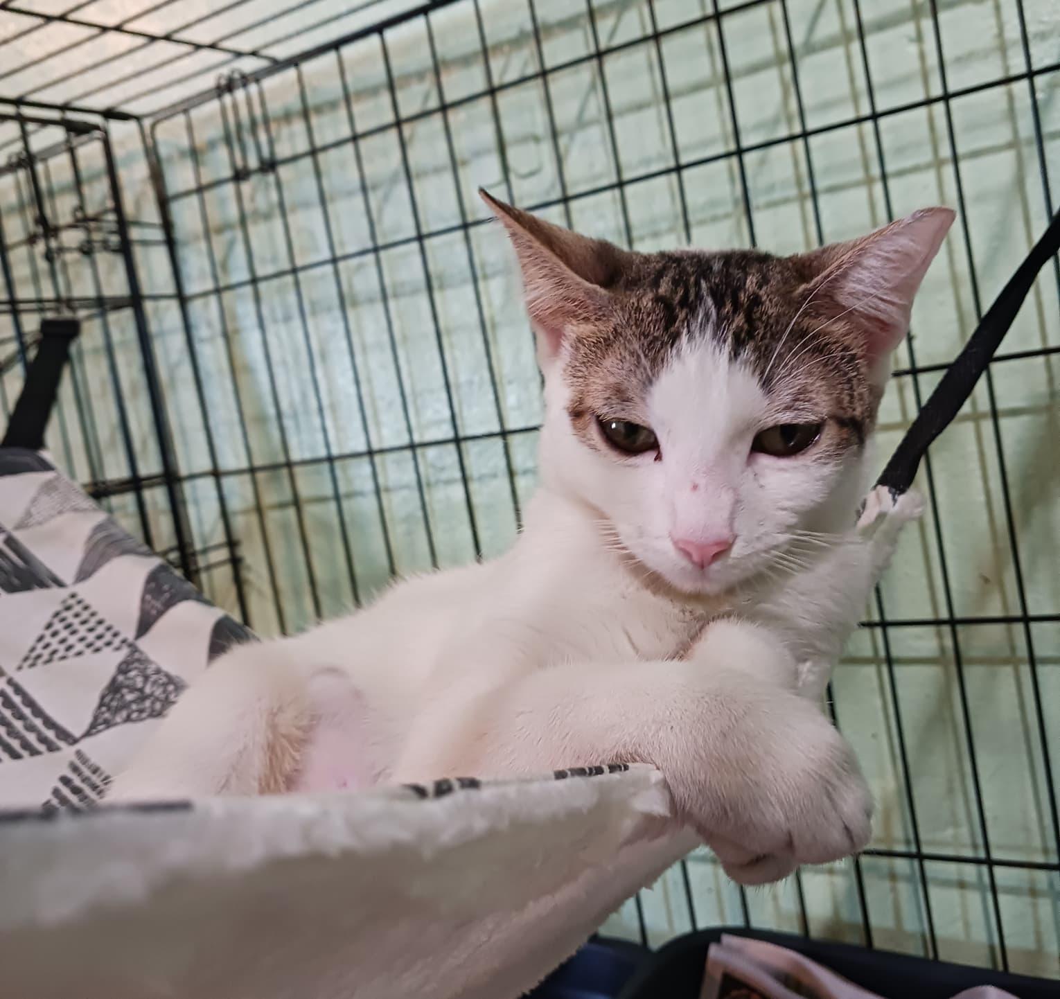 Summer, an adopted Domestic Short Hair in San Juan, PR image 5/6