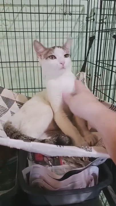 Enlarge Summer, an adopted Domestic Short Hair in San Juan, PR video 6/6