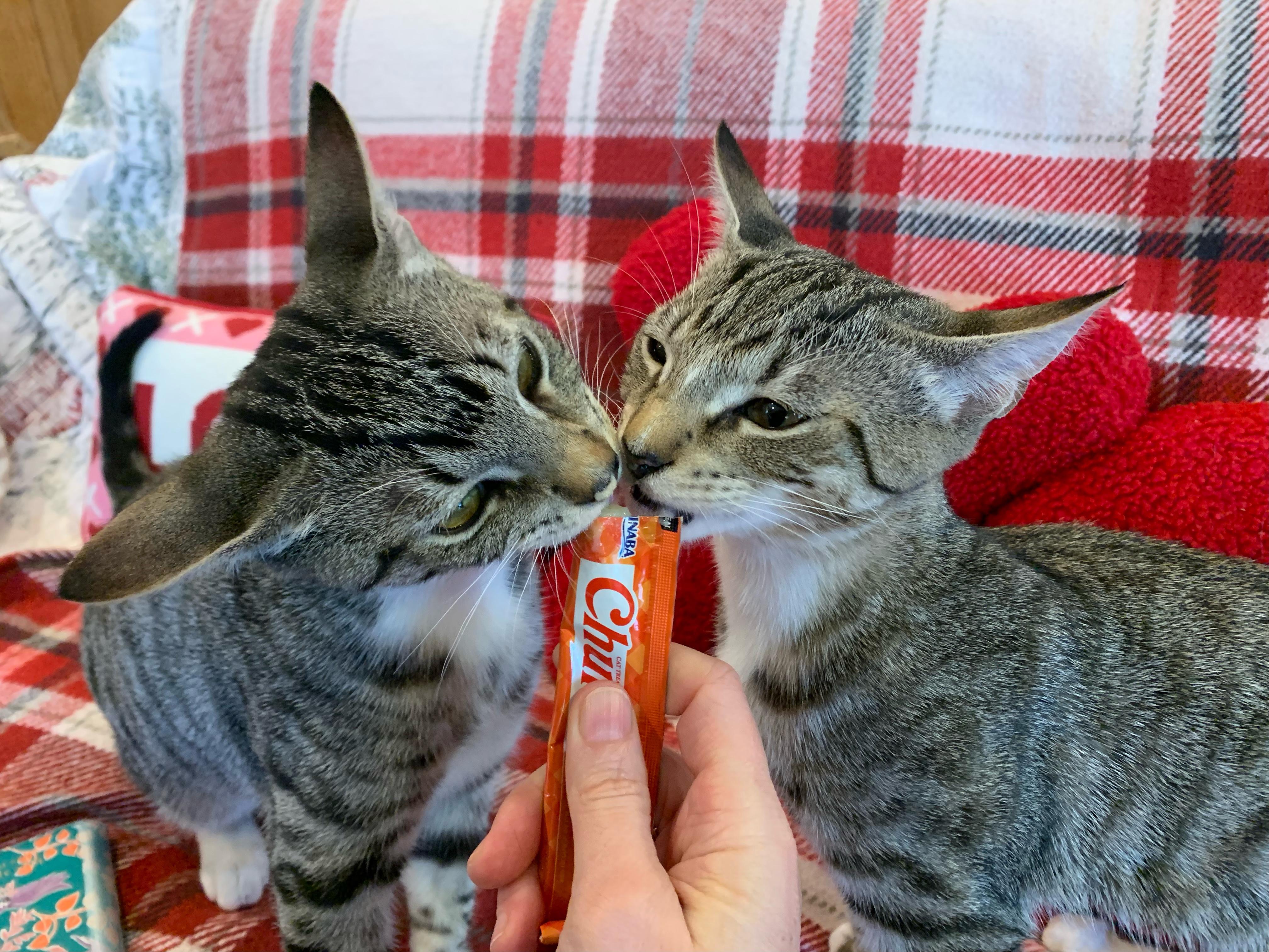 Chesnut (and Ollie) — thumbnail 3