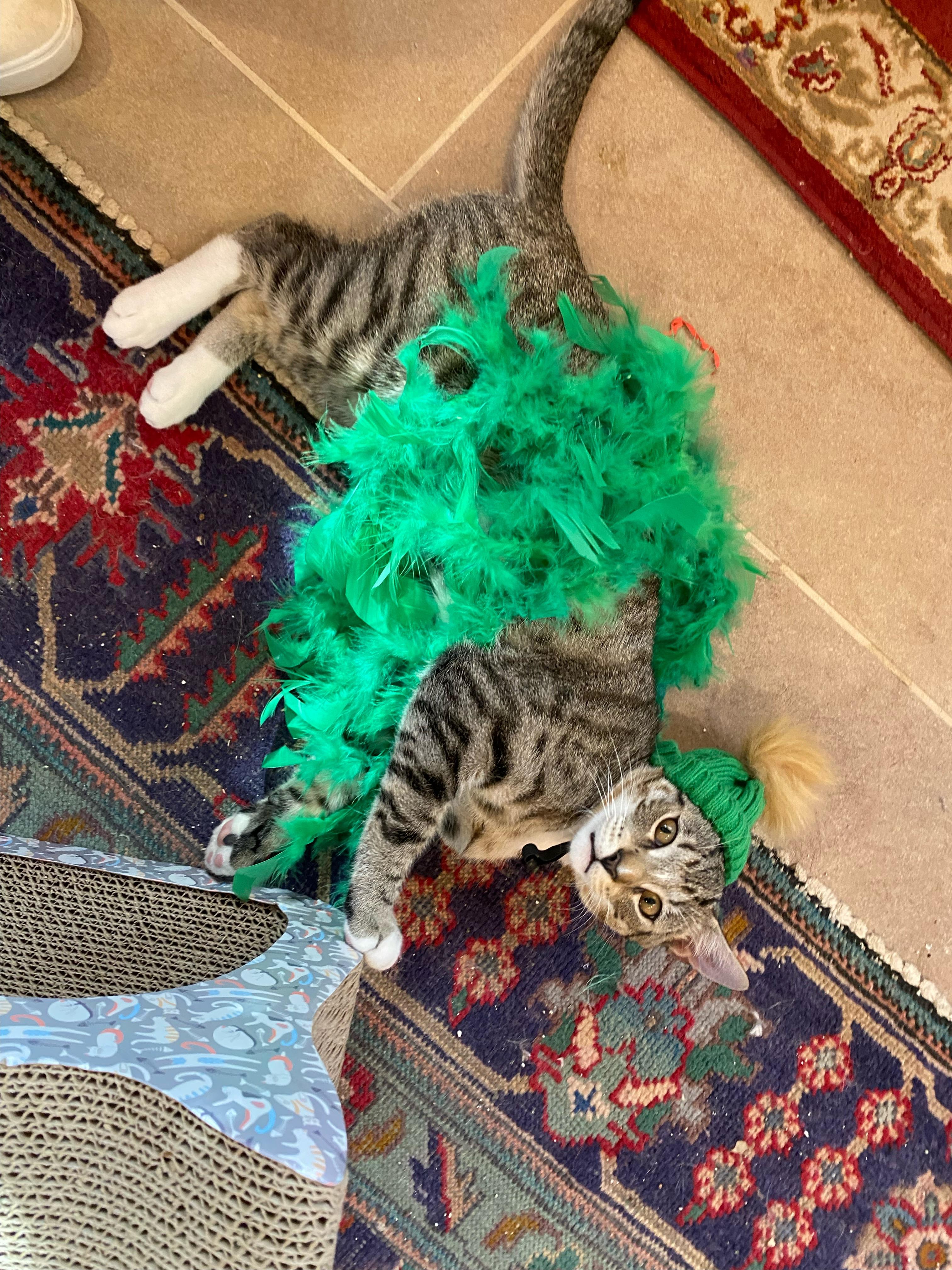 Chesnut (and Ollie) — thumbnail 5