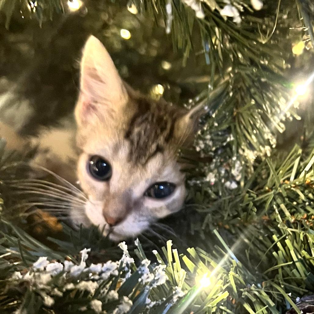 Drunk Uncle, a Adoptable Domestic Short Hair in Warwick, RI image 2/6