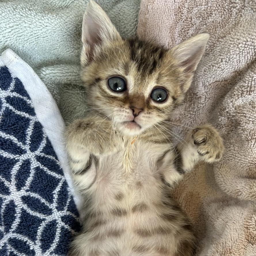 Drunk Uncle, Adoptable, Kitten Female Domestic Short Hair.