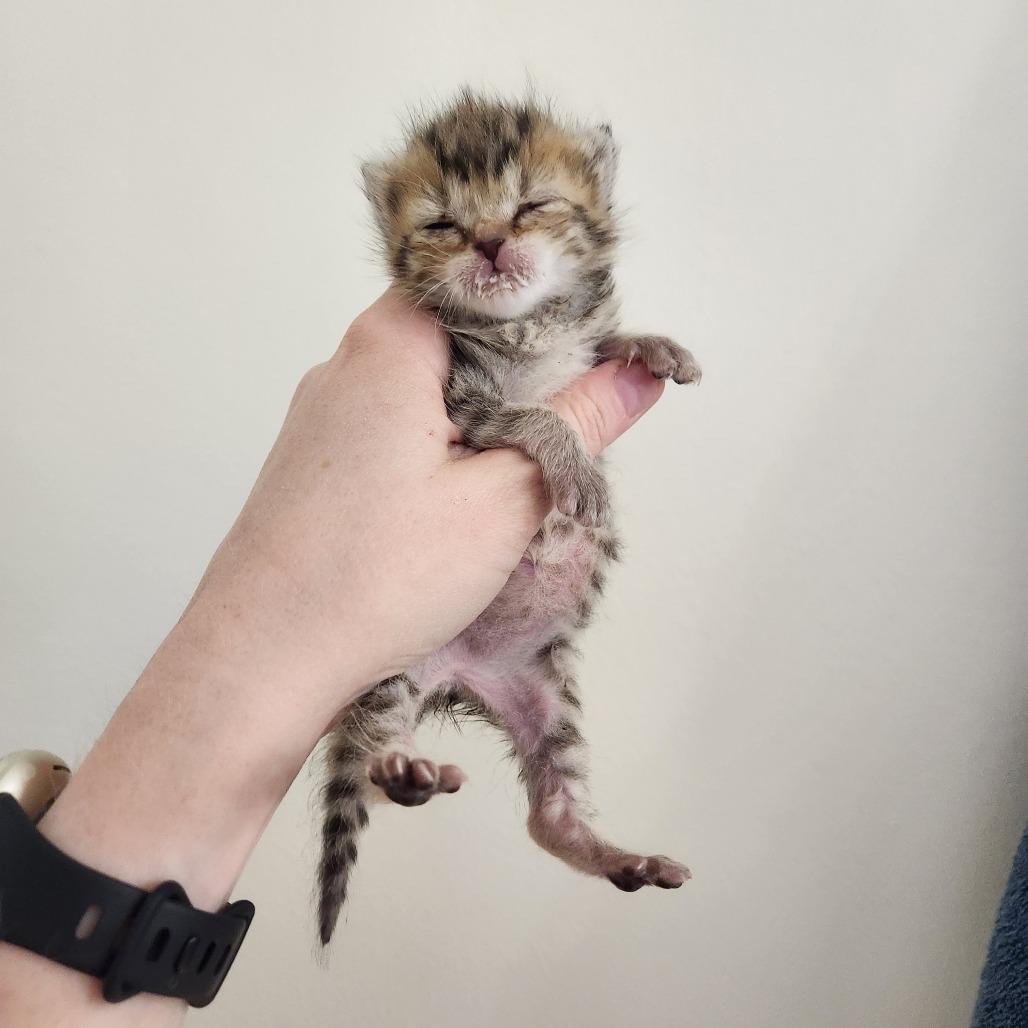 Drunk Uncle, a Adoptable Domestic Short Hair in Warwick, RI image 5/6