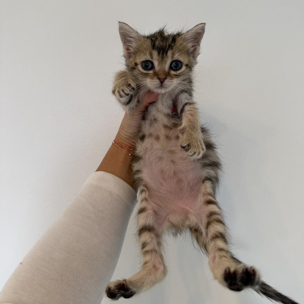 Drunk Uncle, a Adoptable Domestic Short Hair in Warwick, RI image 6/6