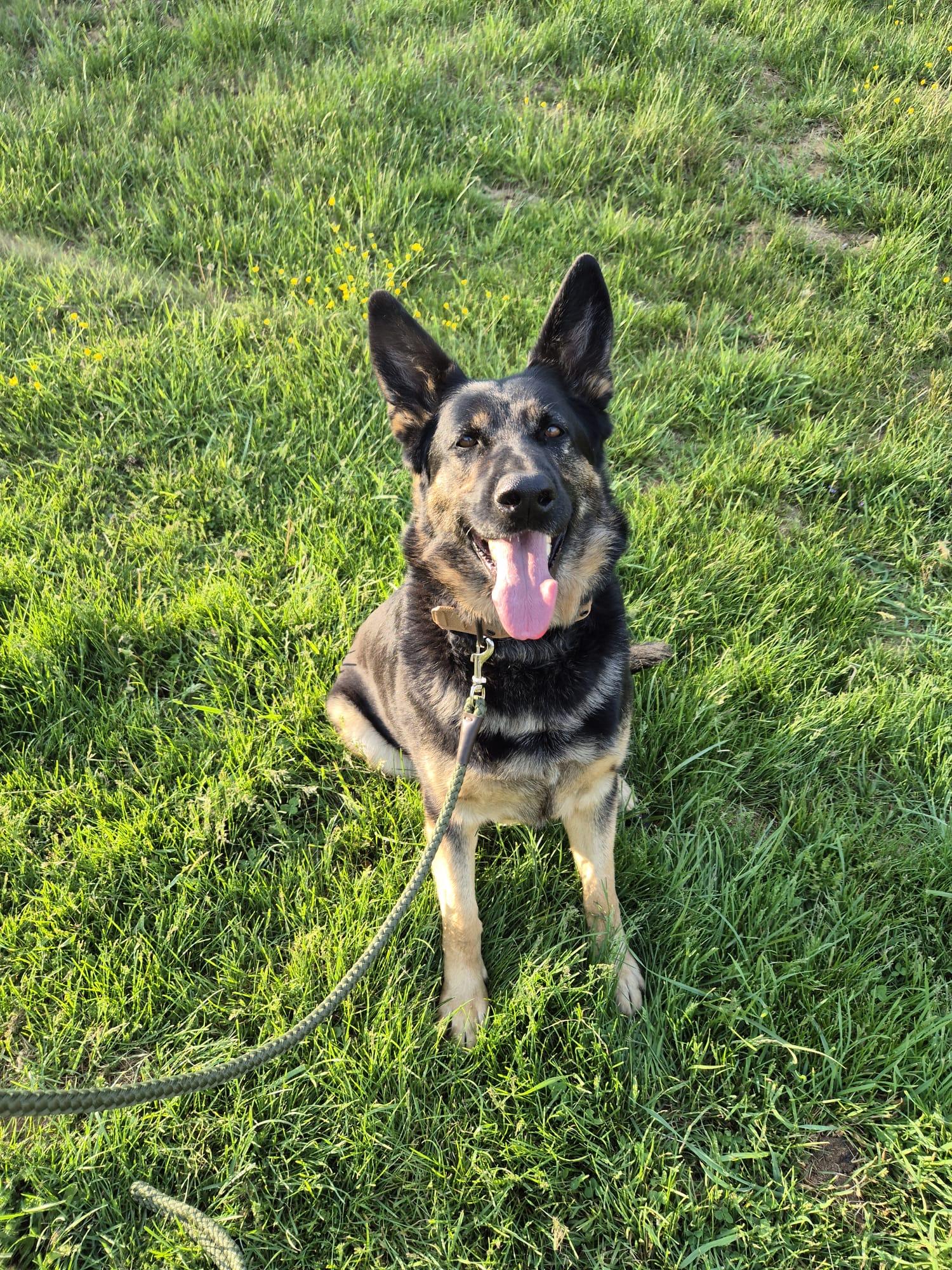 Enlarge Joe, an adopted German Shepherd Dog in Fries, VA image 2/4